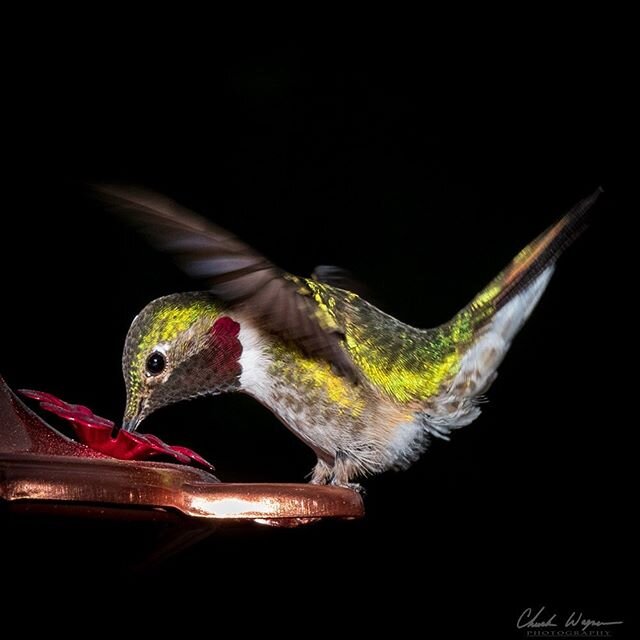 Since it is still tough to get out for photography, I figured I would take advantage of the Broadtail Hummingbirds that frequent our back porch.  I&rsquo;m quite happy with the result! #hummingbird #colorado #larkspurcolorado #wildlifephotography #ni