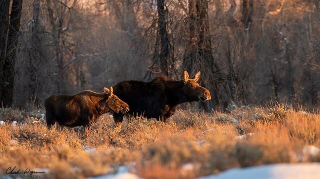 My last evening in #grandtetonnationalpark last December.  Most of the bulls had already dropped their antlers, but the light was just too perfect to pass up a few minutes with this cow and her boy!
#moose #grandtetonnationalpark #wildlifephotography