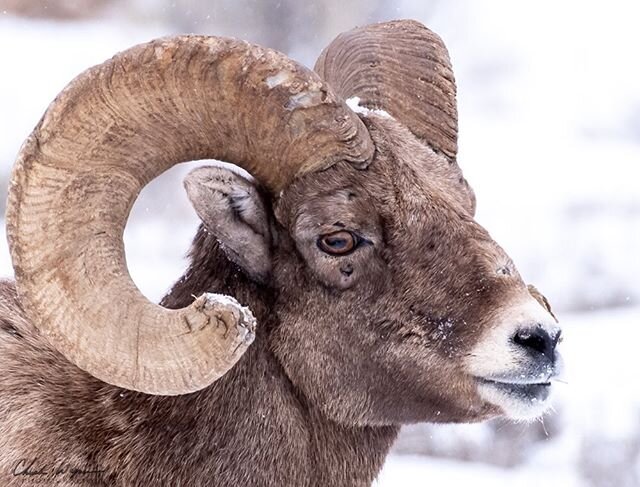 This big ram was definitely in charge - none of the other sheep would even look him in the eye!  Beautiful encounter at the #nationalelkrefuge 
#rockymountainbighornsheep #grandtetonnationalpark #jacksonhole #nikonphotography #wildlifephotography