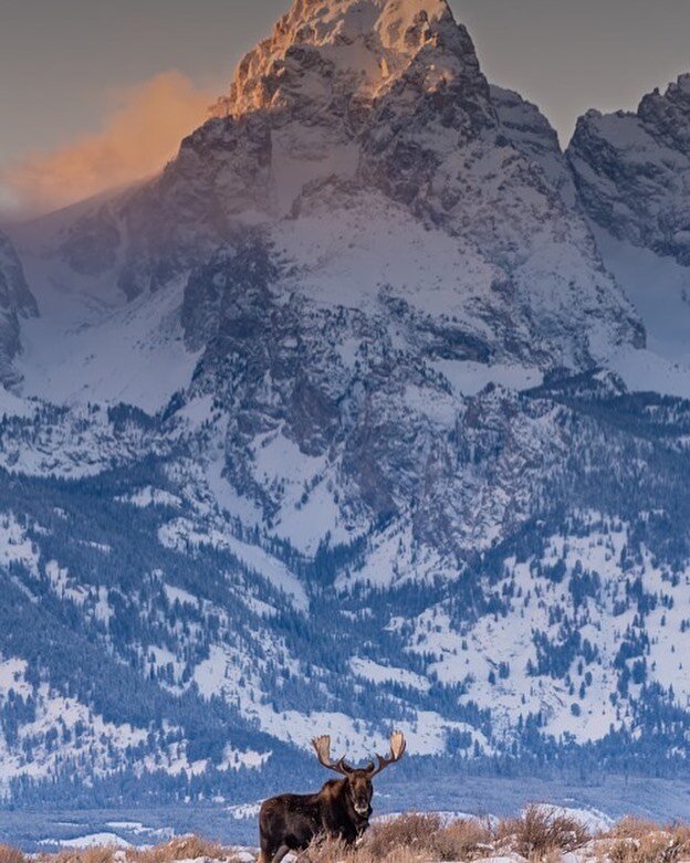 A few days in my favorite place on earth...Grand Teton National Park!  This is the second year in a row that I've made the trip for a some winter photography, and it did not disappoint.  This was the only bull moose that I could find left in the park