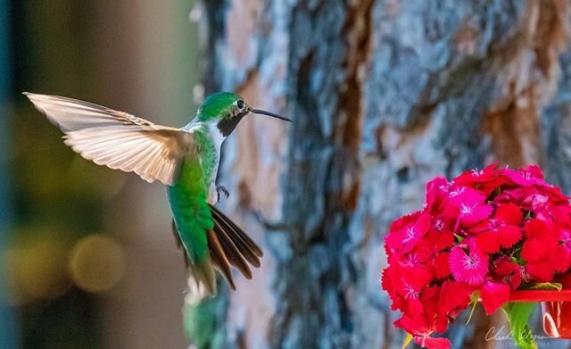 Male Broad-tailed Hummingbird at the Rambler Ranch in Elizabeth, CO. #ramblerranch #wildlifephotography #colorado #hummingbird #nikond850