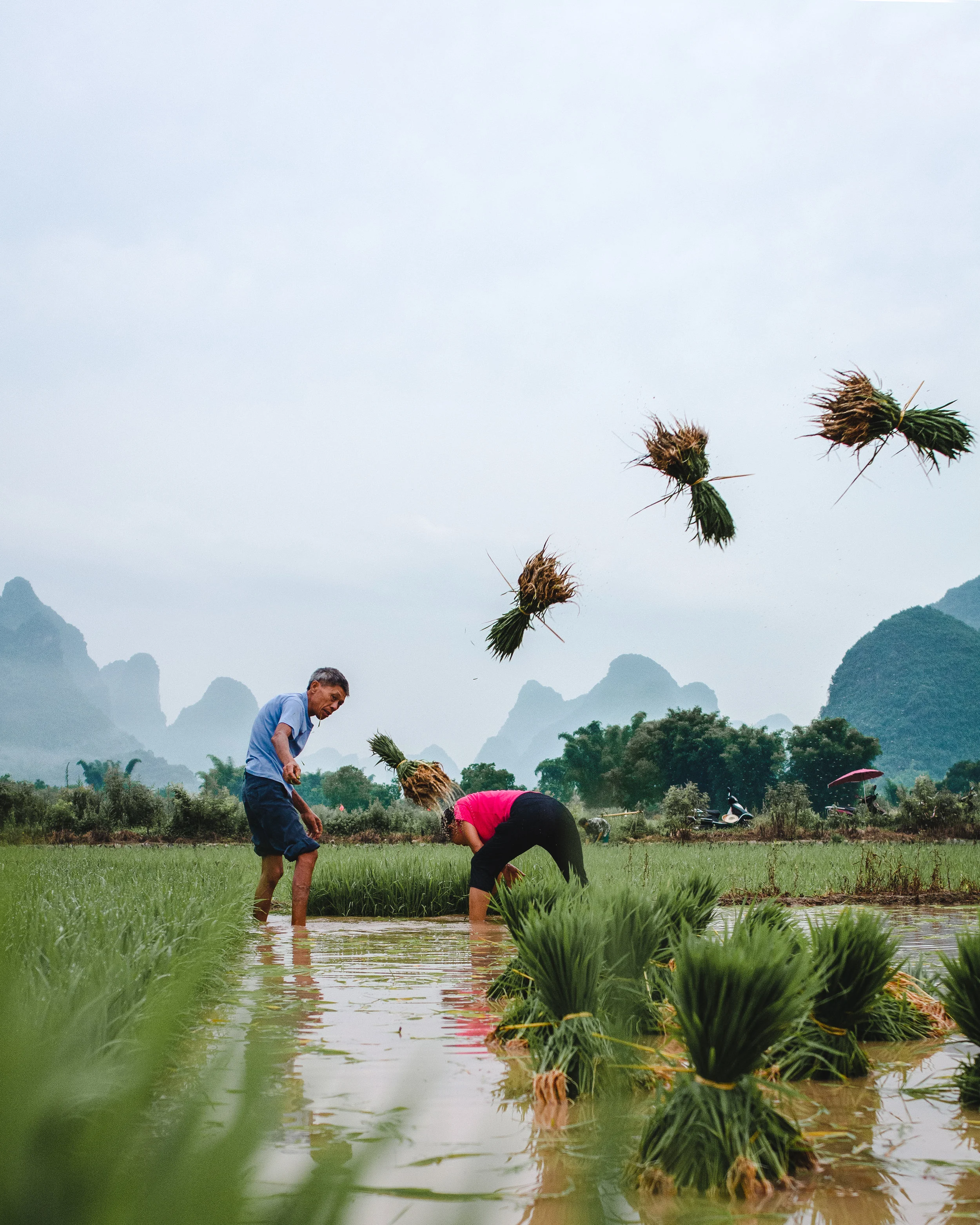 the dynamics of growing rice