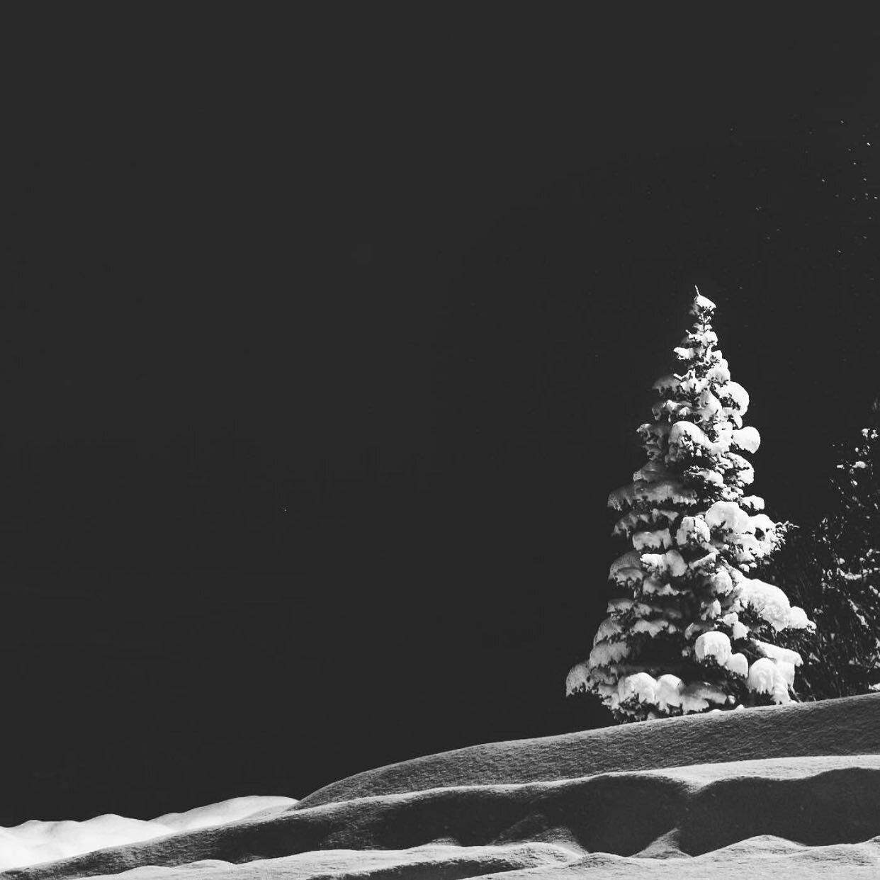 Happy holidays. 📸
#traveltilweunravel 
.
.
.
@apple iPhone XsMax
.
.
.
#christmas #christmastime #godjul #godjul🎄 #northernnorway #nordnorge #troms&oslash; #tromsolove #visittroms&oslash; #tree #optoutside #blackandwhite #earthoutdoors10k  #blackan