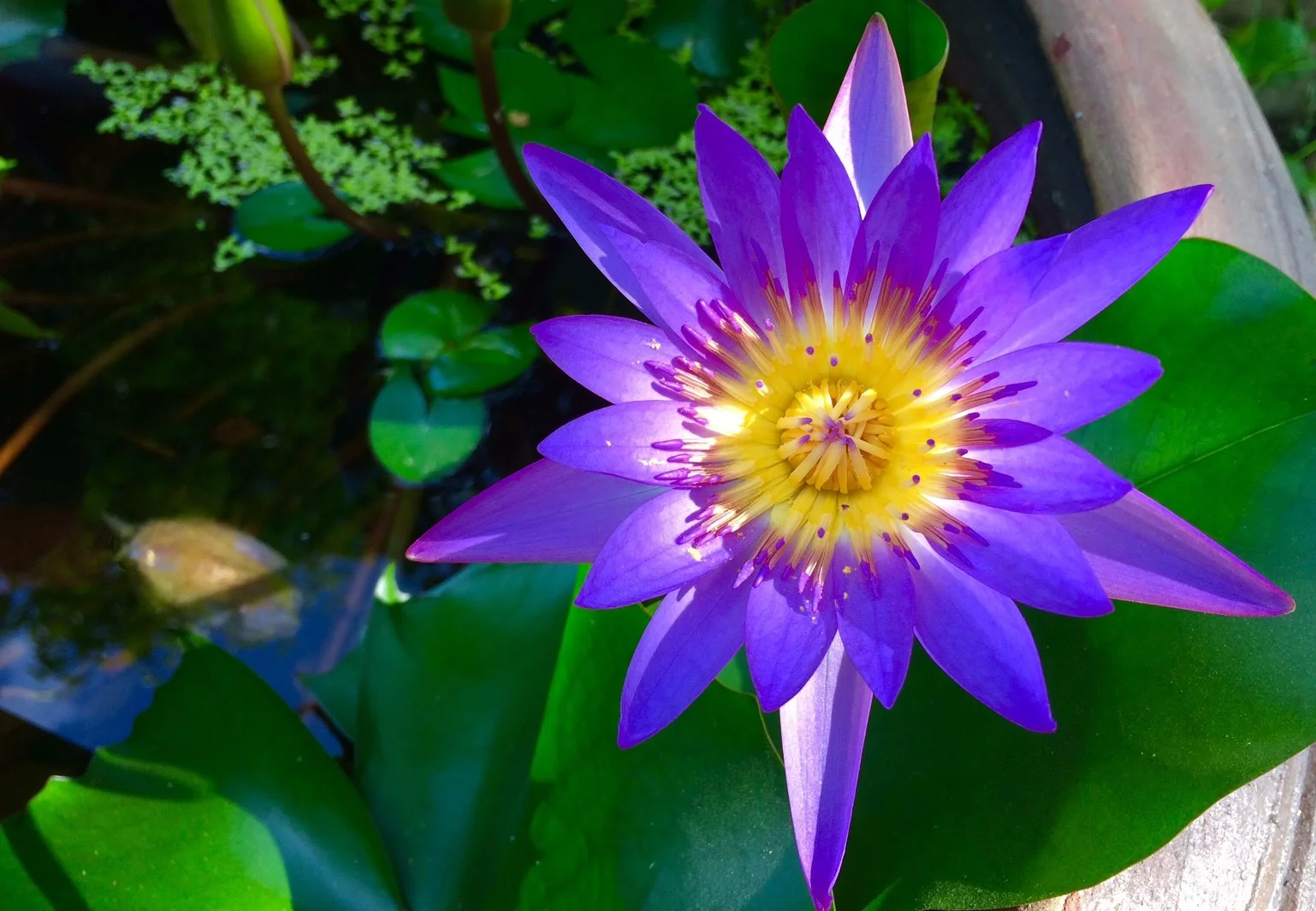 Suan Ampond Pics_181014_0033.jpg