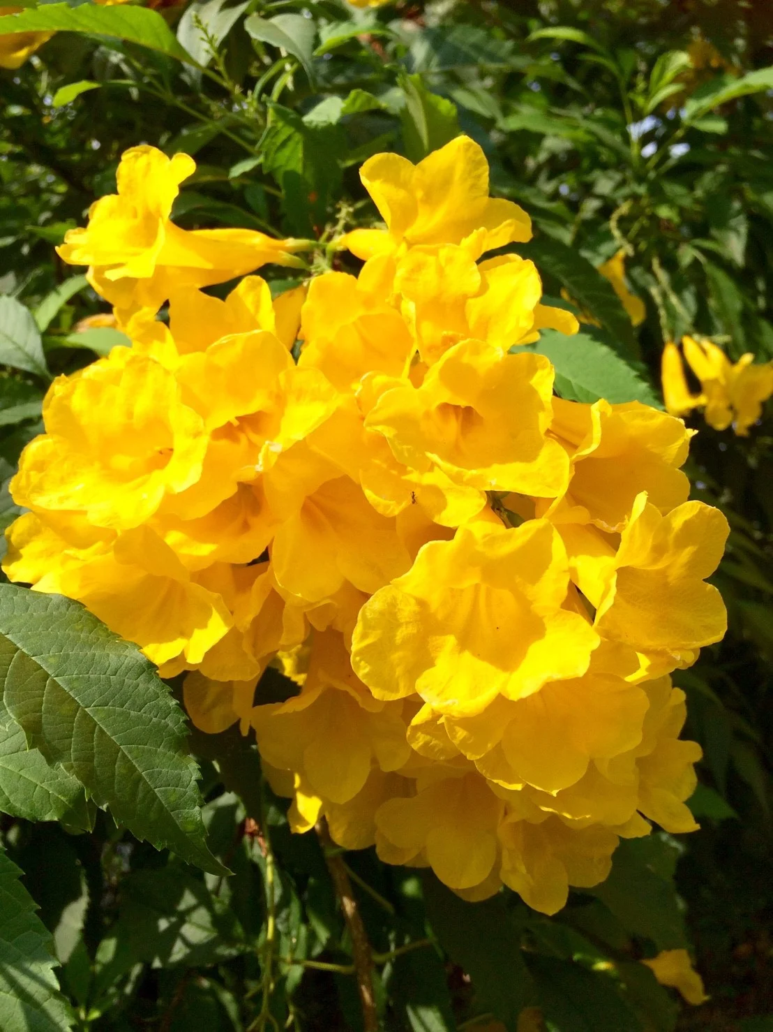 Suan Ampond Pics_181014_0057.jpg