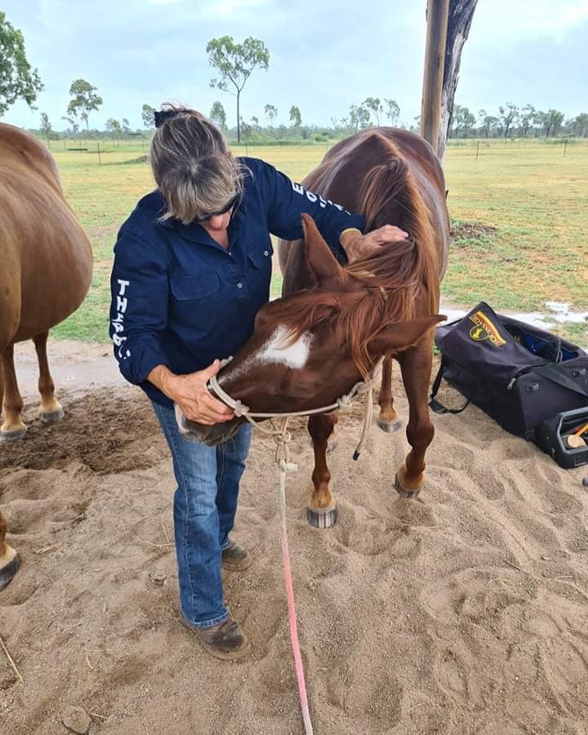 Finding a bit of relief! 💕🐴#alischiro #horsesaustralia #horselove #equine