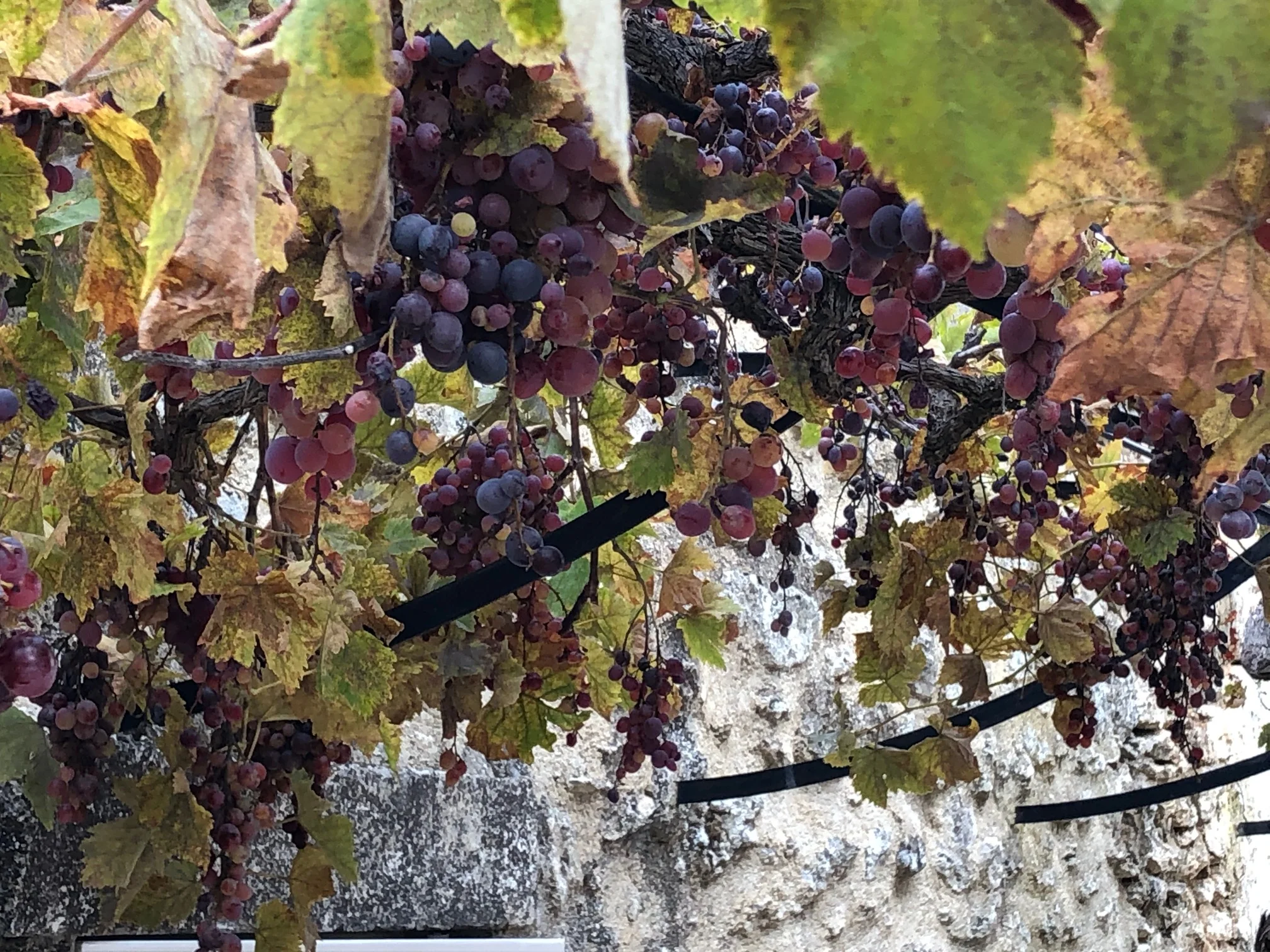 Muscat du Ventoux, Raisin de table