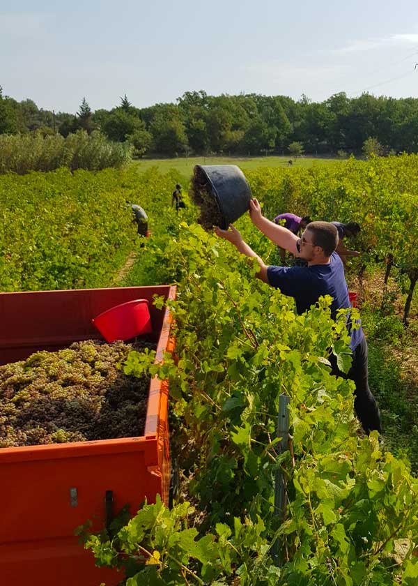 Royere Huile & Vin, 375, route de la Sénancole 84580 Oppède