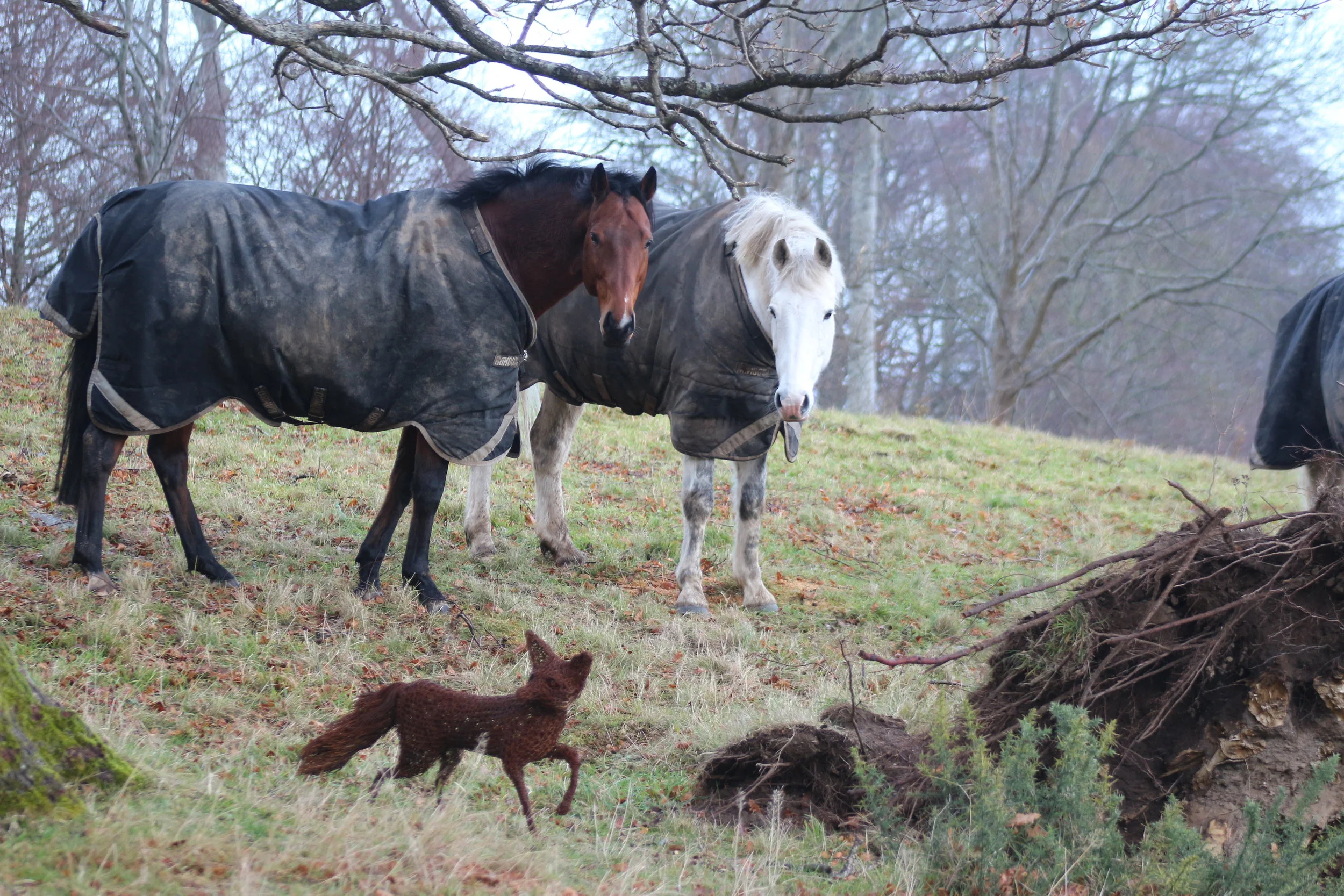 HR vicky the vixen and the horses.JPG