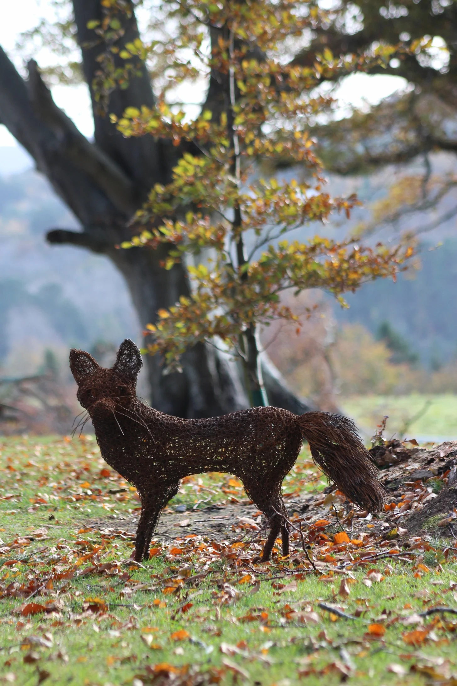 Fox standing alone with tree..jpg