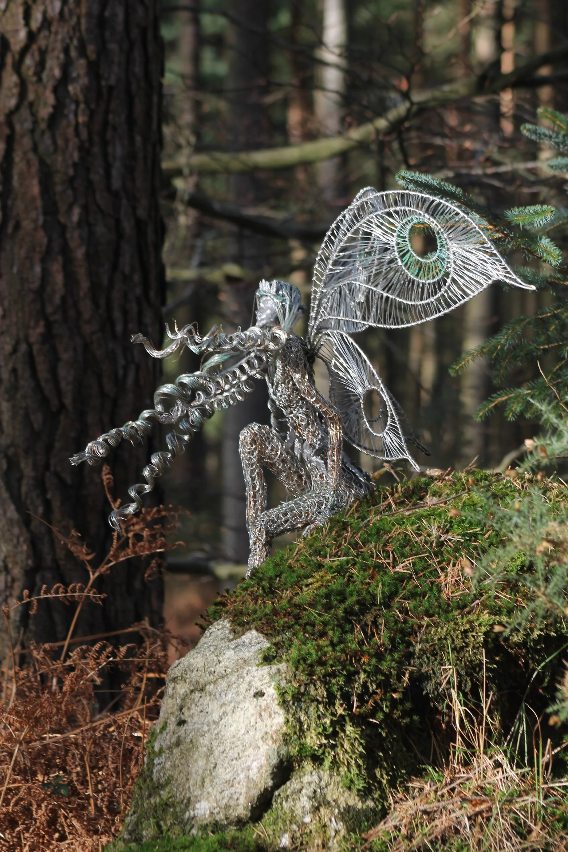 Fairy Fern 2.jpg