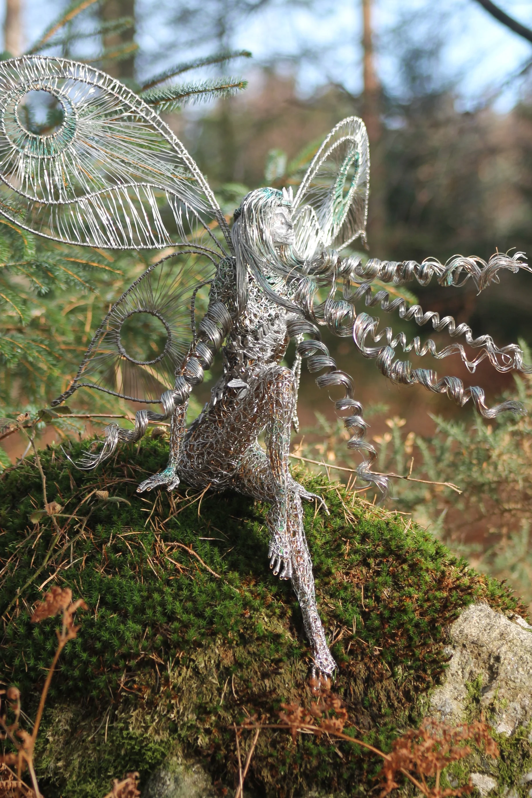 Fairy Fern 4.jpg