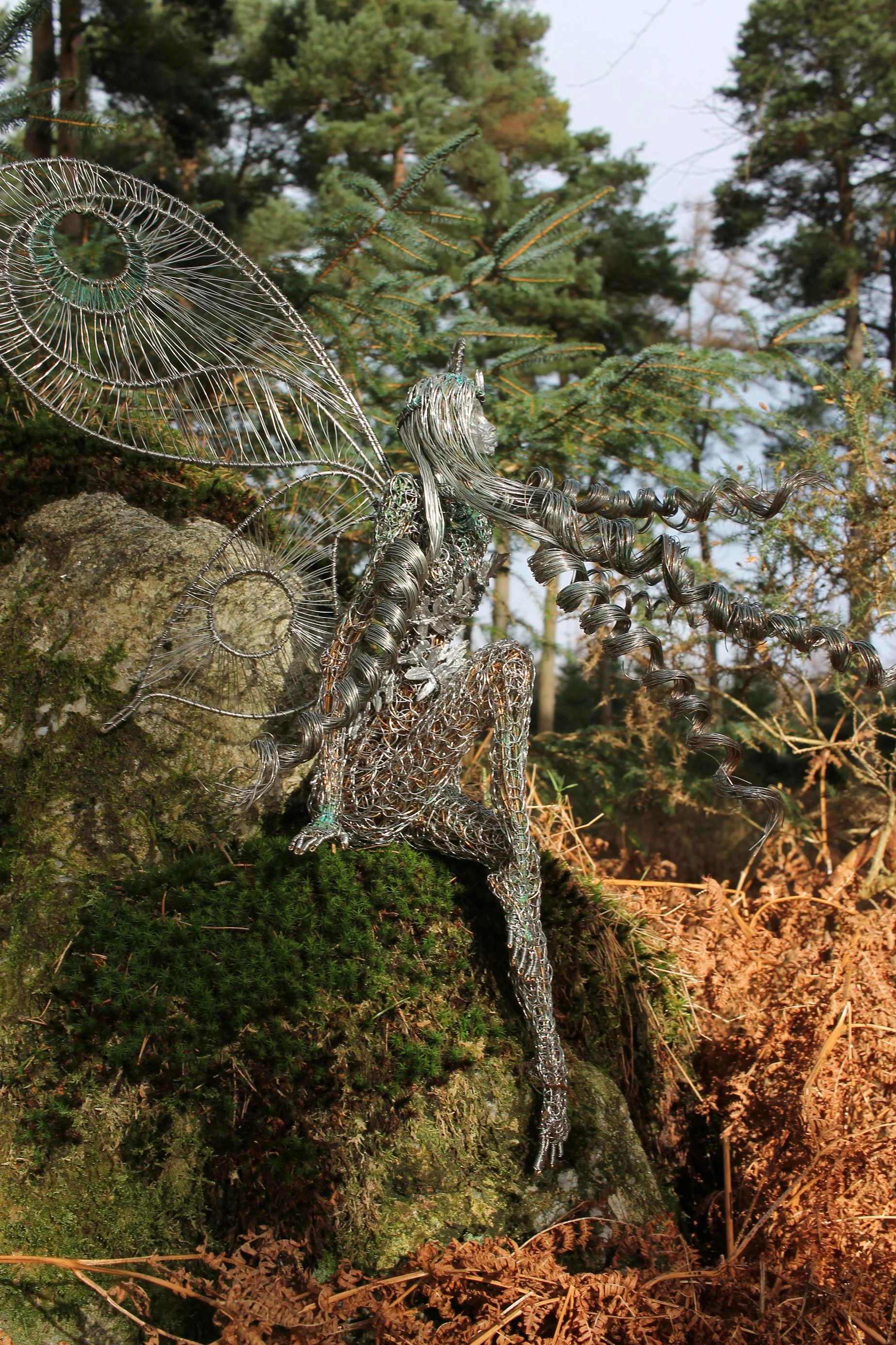 Fairy fern 8.jpg