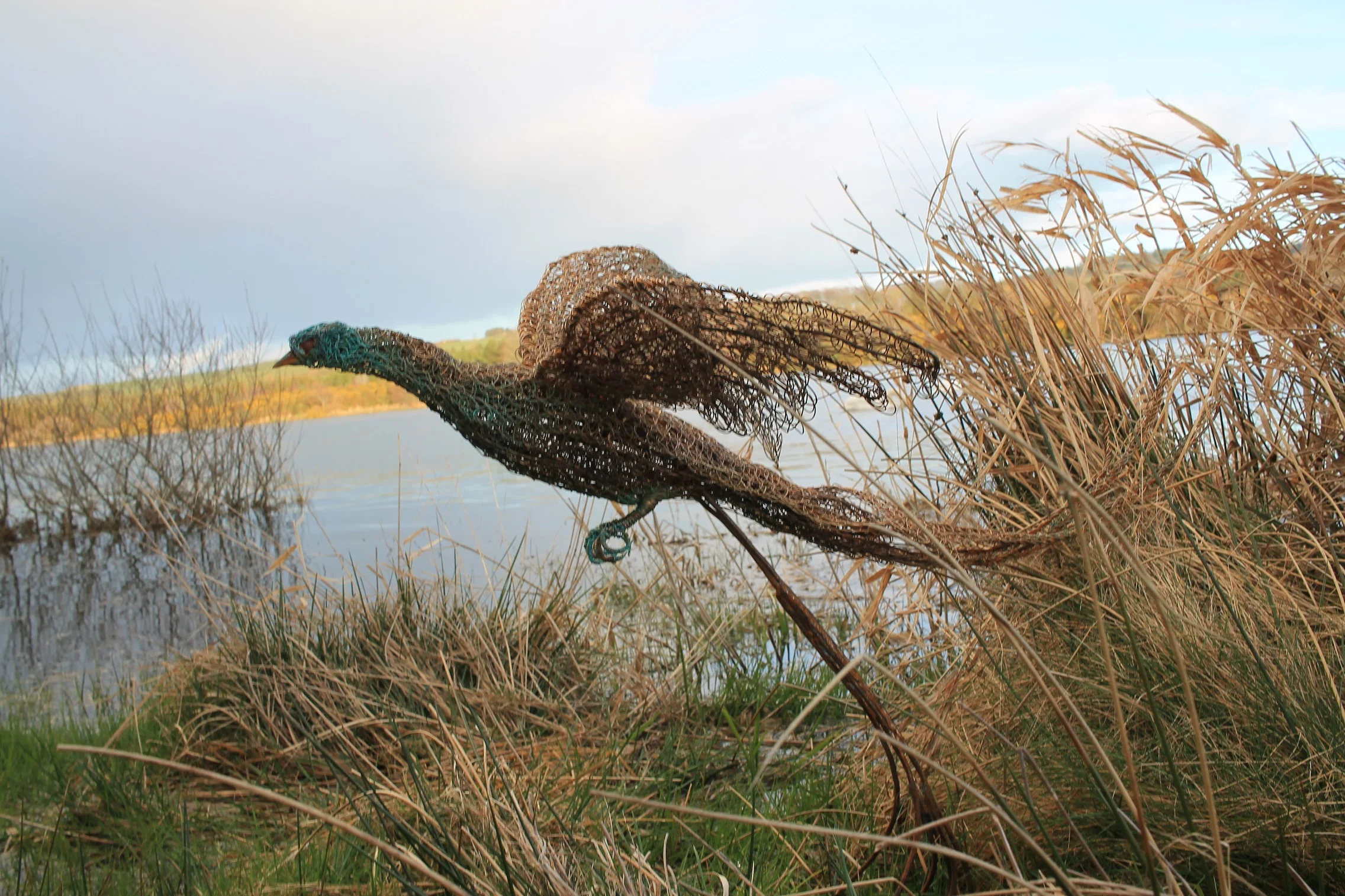 2019 website images pheasent 1.jpg