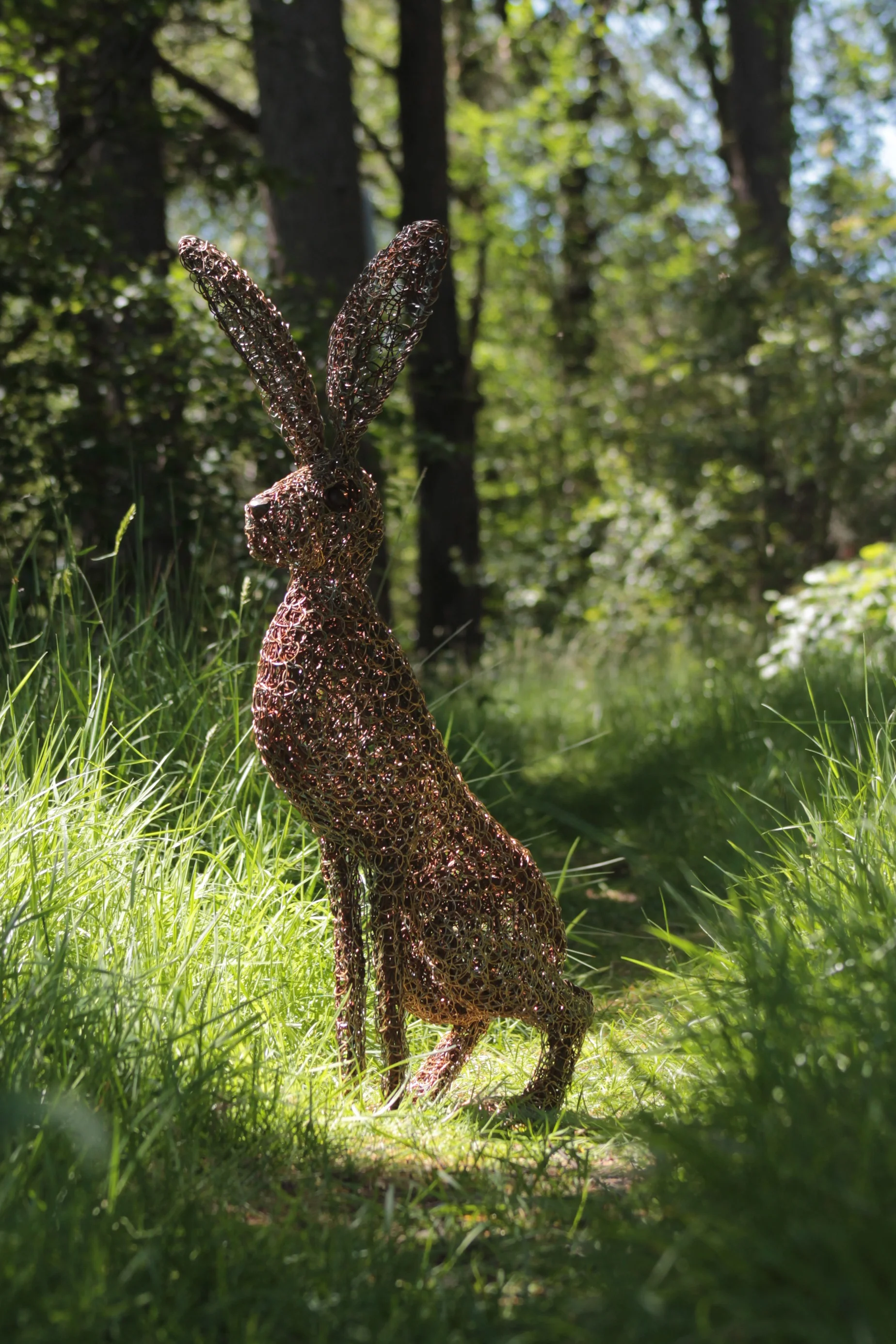 hare in the grass and sunlight..jpg