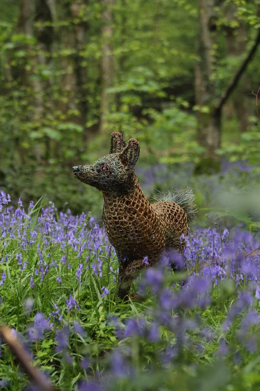 fox in the bluebells 3.jpg