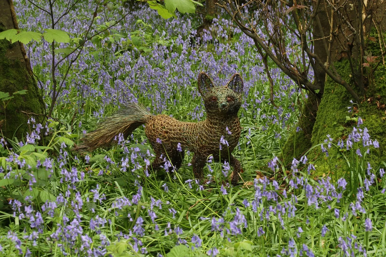 fox in the bluebell 1.jpg