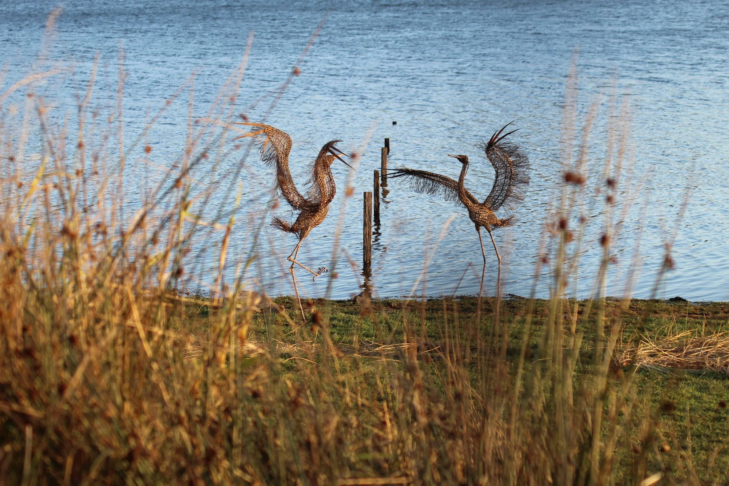 herons in the grasses 1.JPG