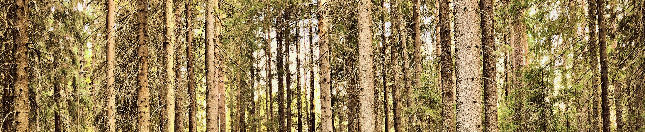 Forest.jpg