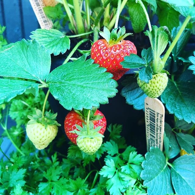 We grew some strawberries. They actually turned red as well!! #strawberries