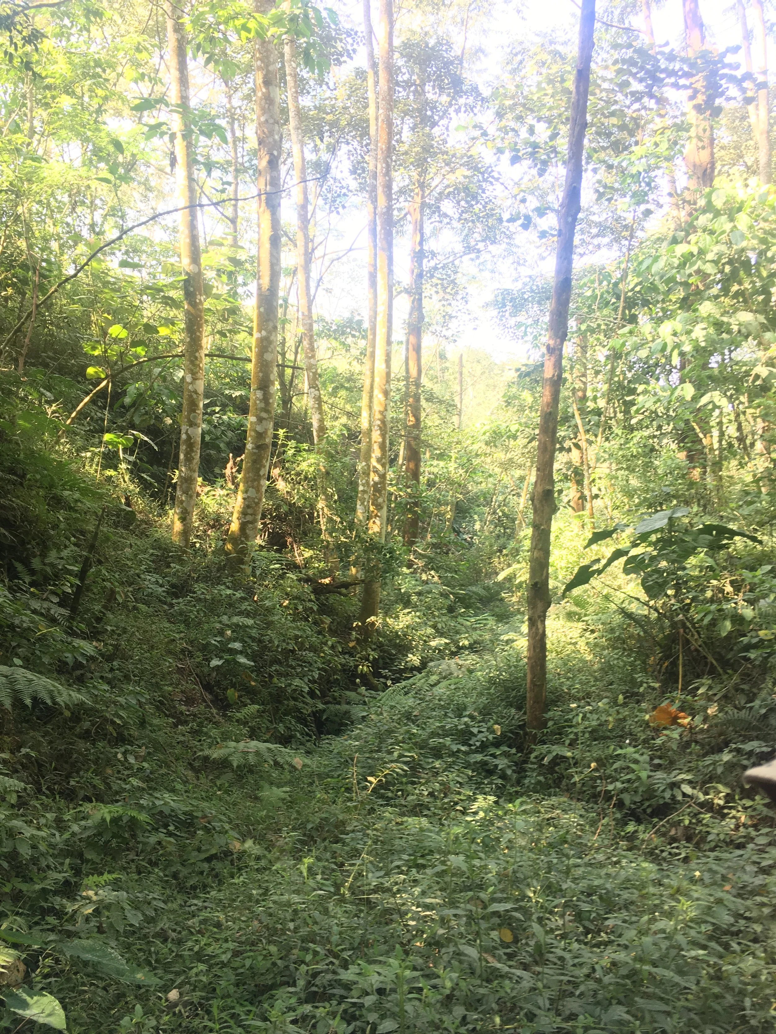   Jungle terrain on the volcano.       