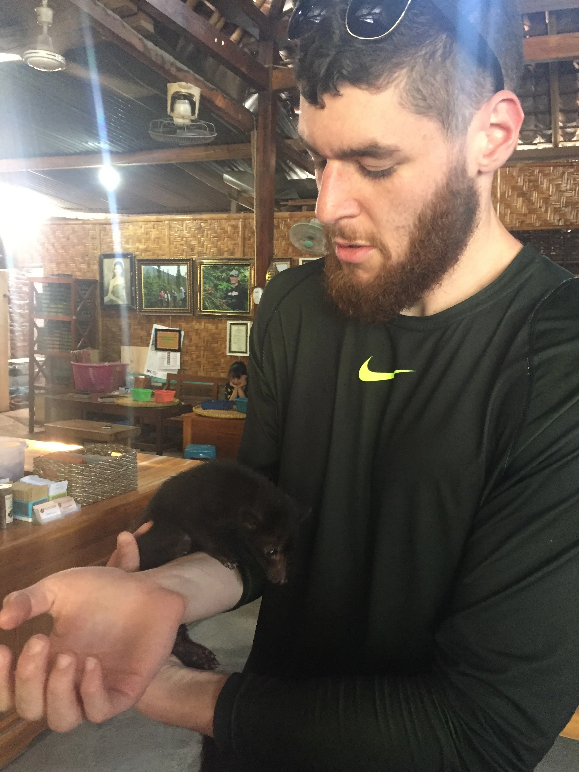   Batur the baby civet, future pooper.      