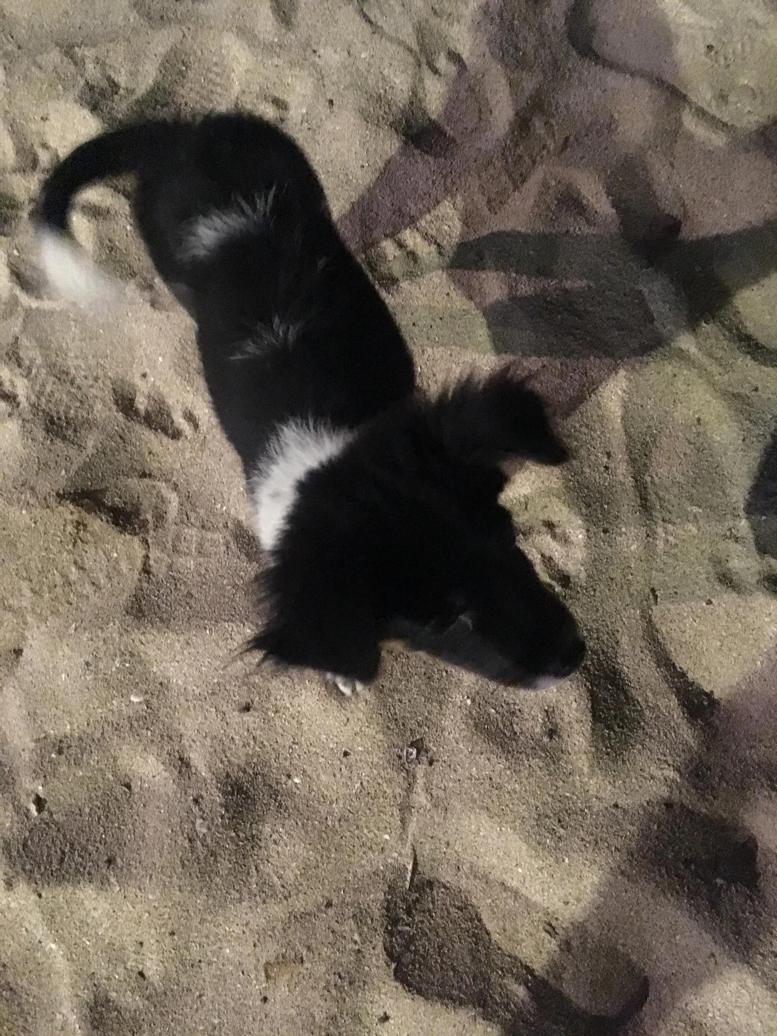  One of the many stray dogs in Kuta. 