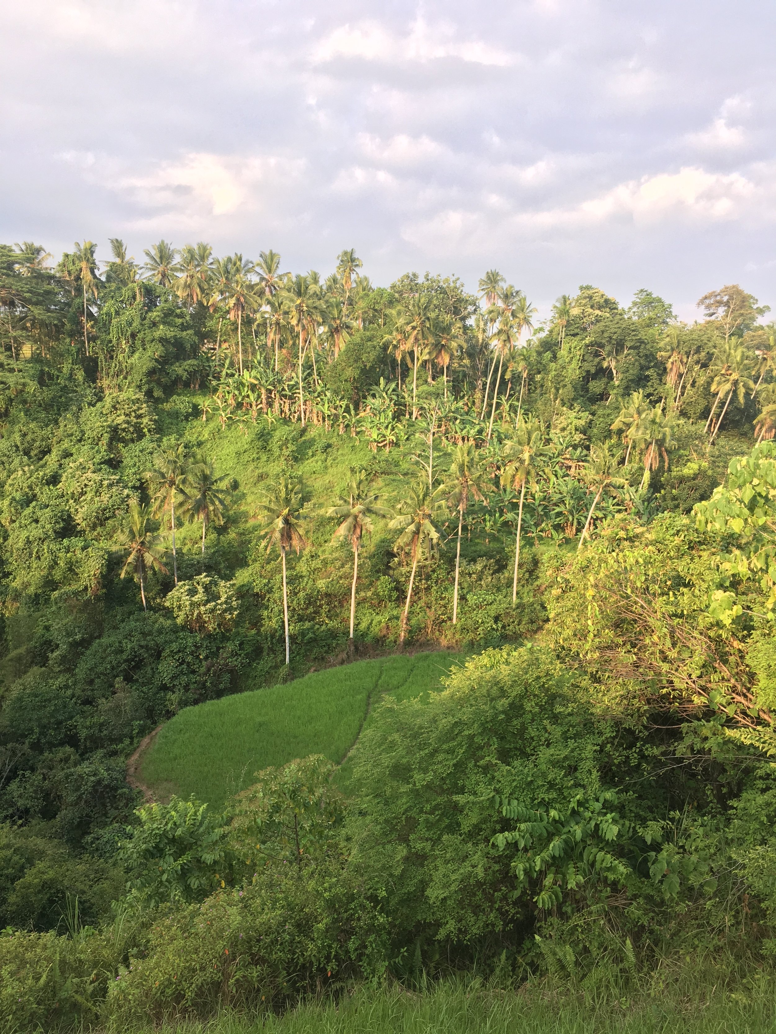   Two shots from Campuhan Ridge.  