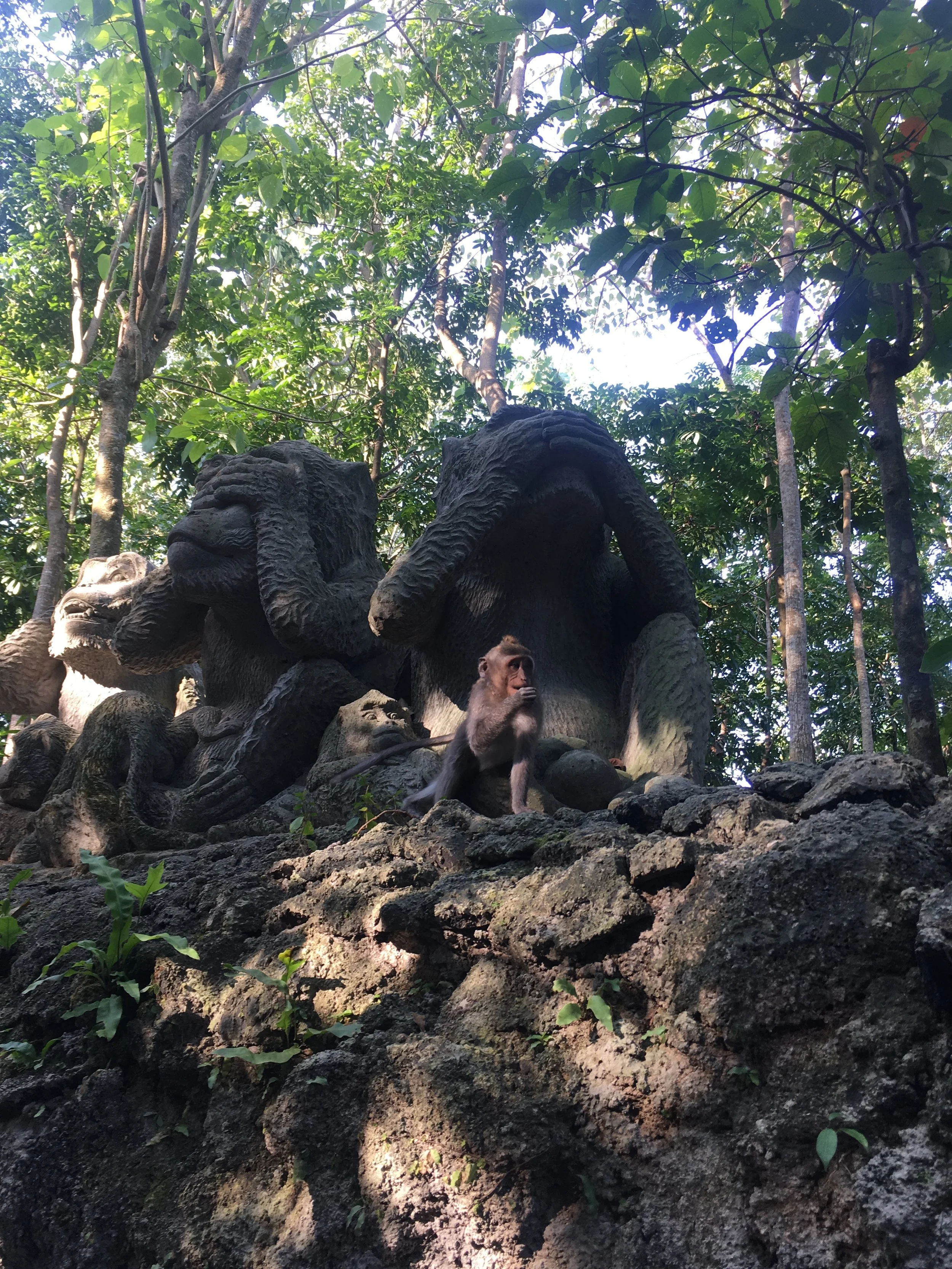   Monkeys doing their thing.  