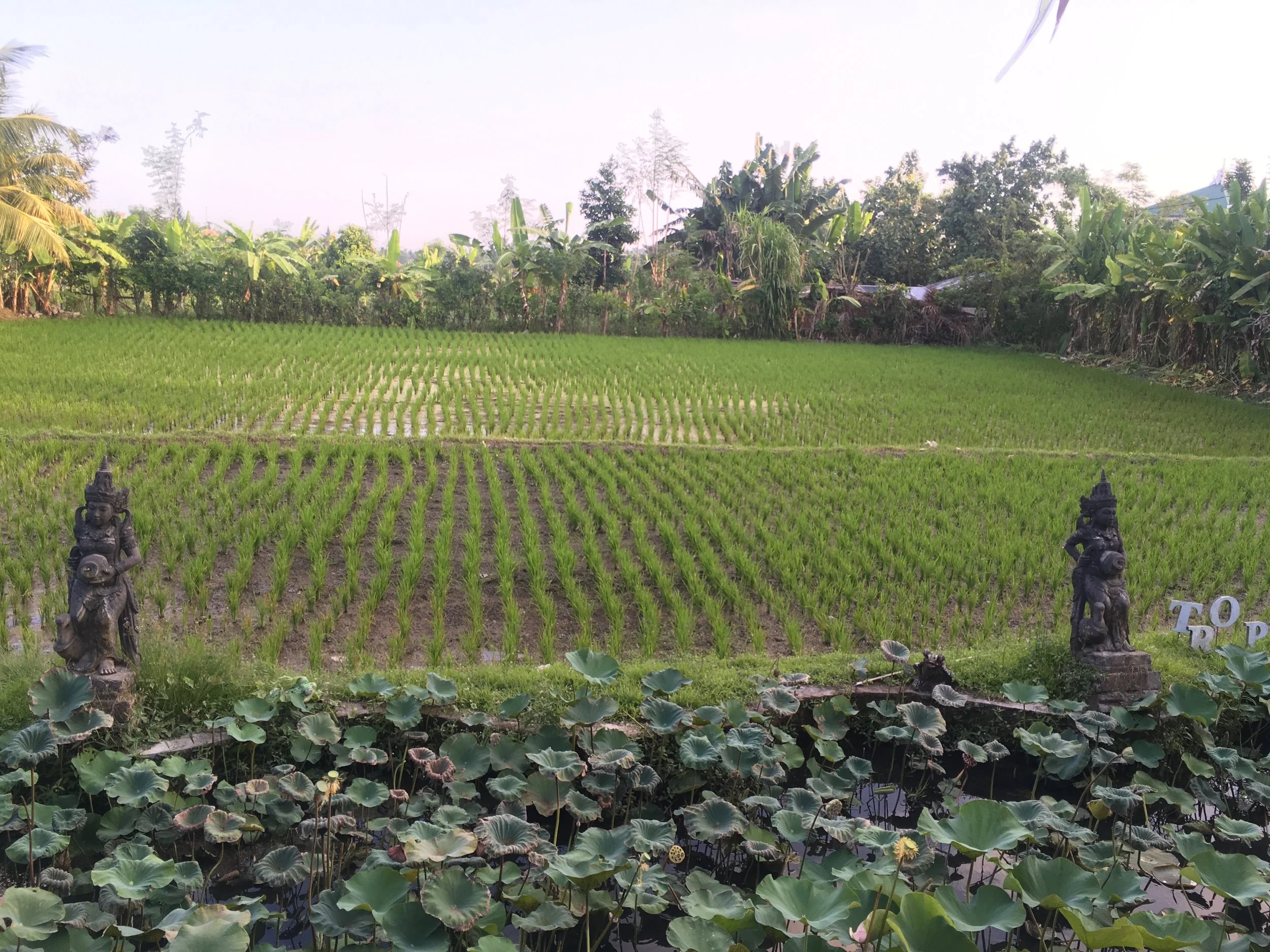   View from Tropical View Café during happy hour.&nbsp;&nbsp;&nbsp; &nbsp;&nbsp;&nbsp;&nbsp;&nbsp;&nbsp;&nbsp;&nbsp;&nbsp;&nbsp;&nbsp;&nbsp;      