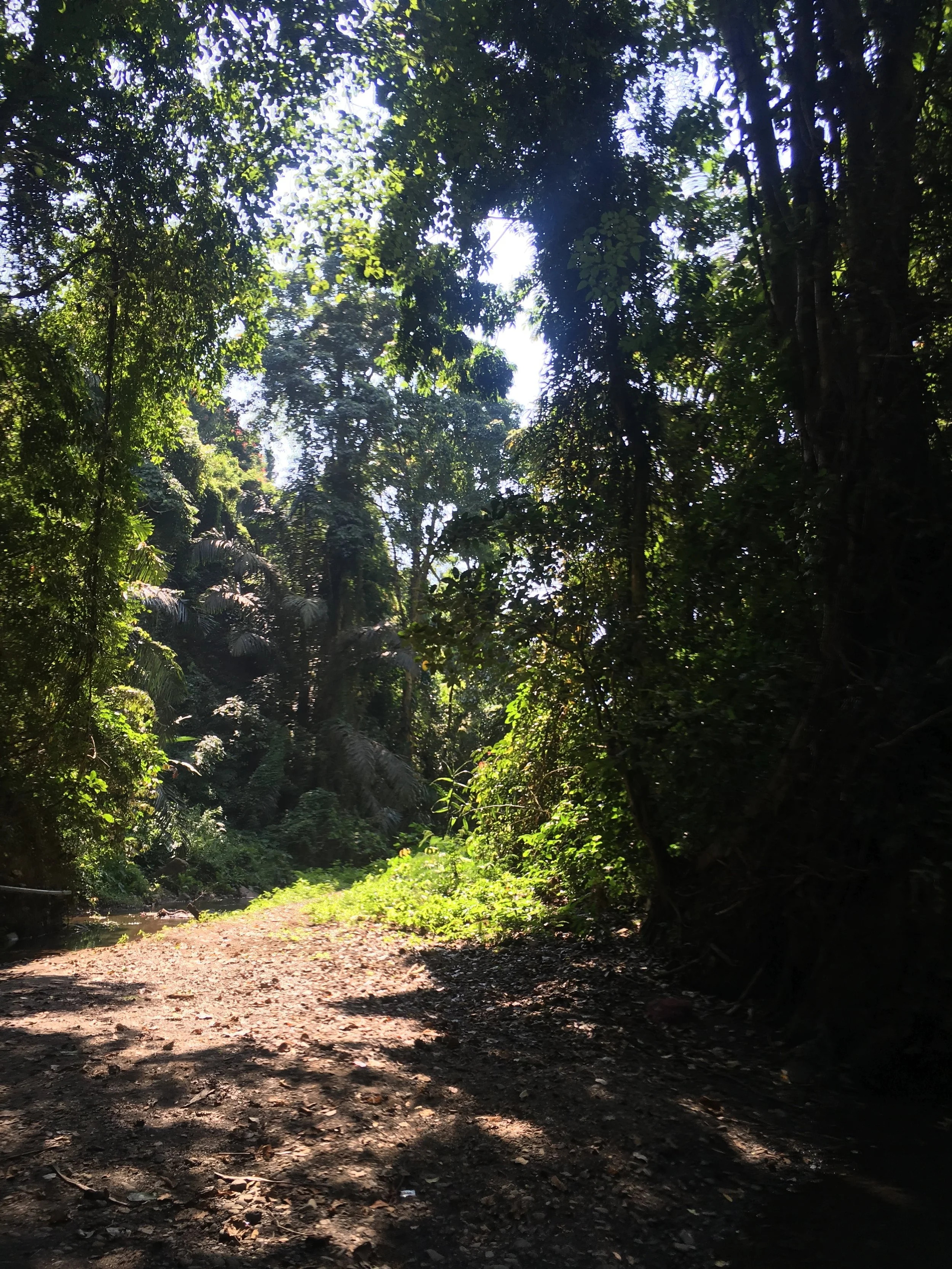   The path to lead us to the waterfall within the cave.  