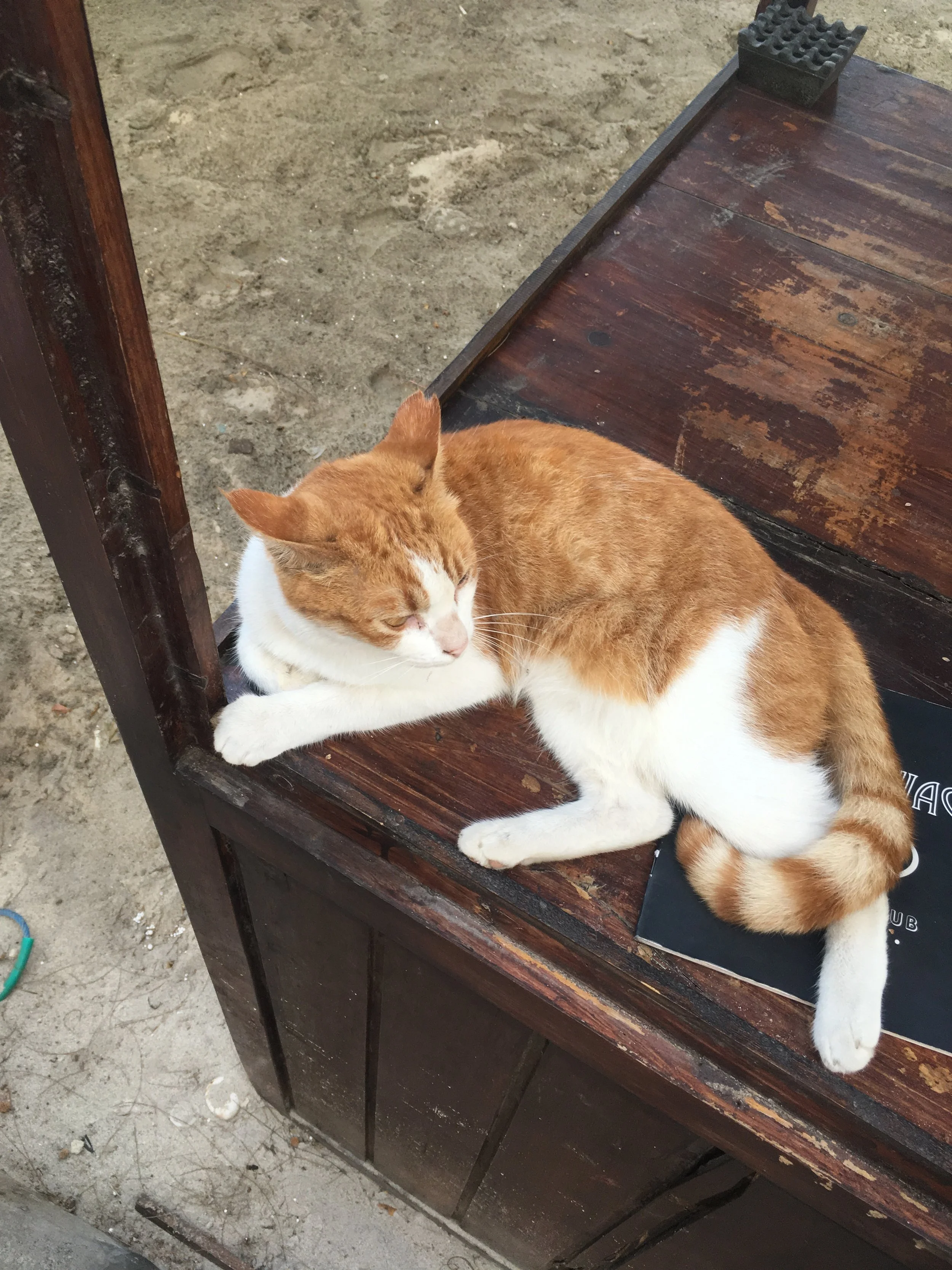  Given that Bali was so overrun with stray dogs, was interesting to see/interact with a stray cat on Gili Air.  