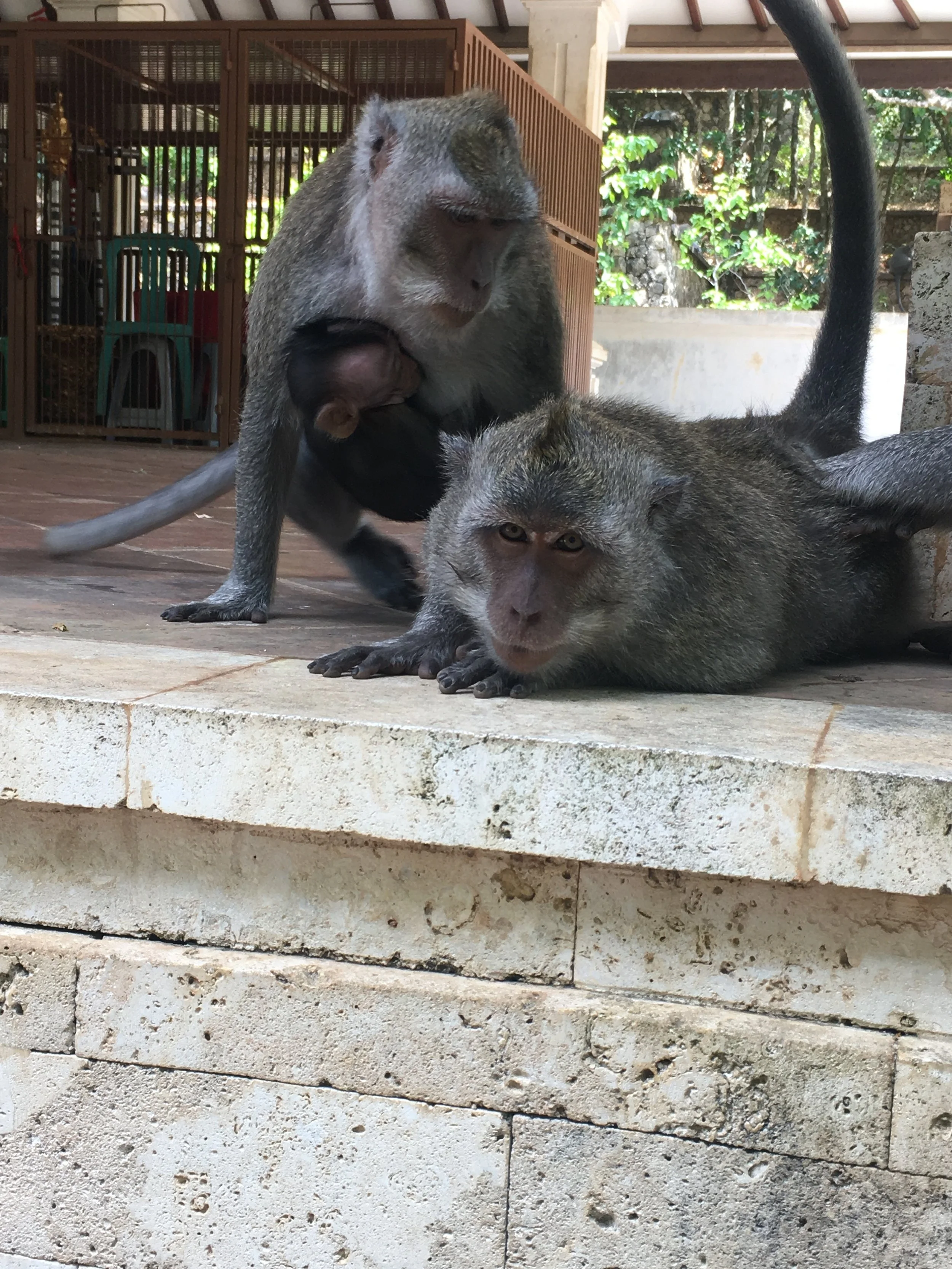   They may look cute, but in my experience, monkeys are either really sweet or colossal dicks.  