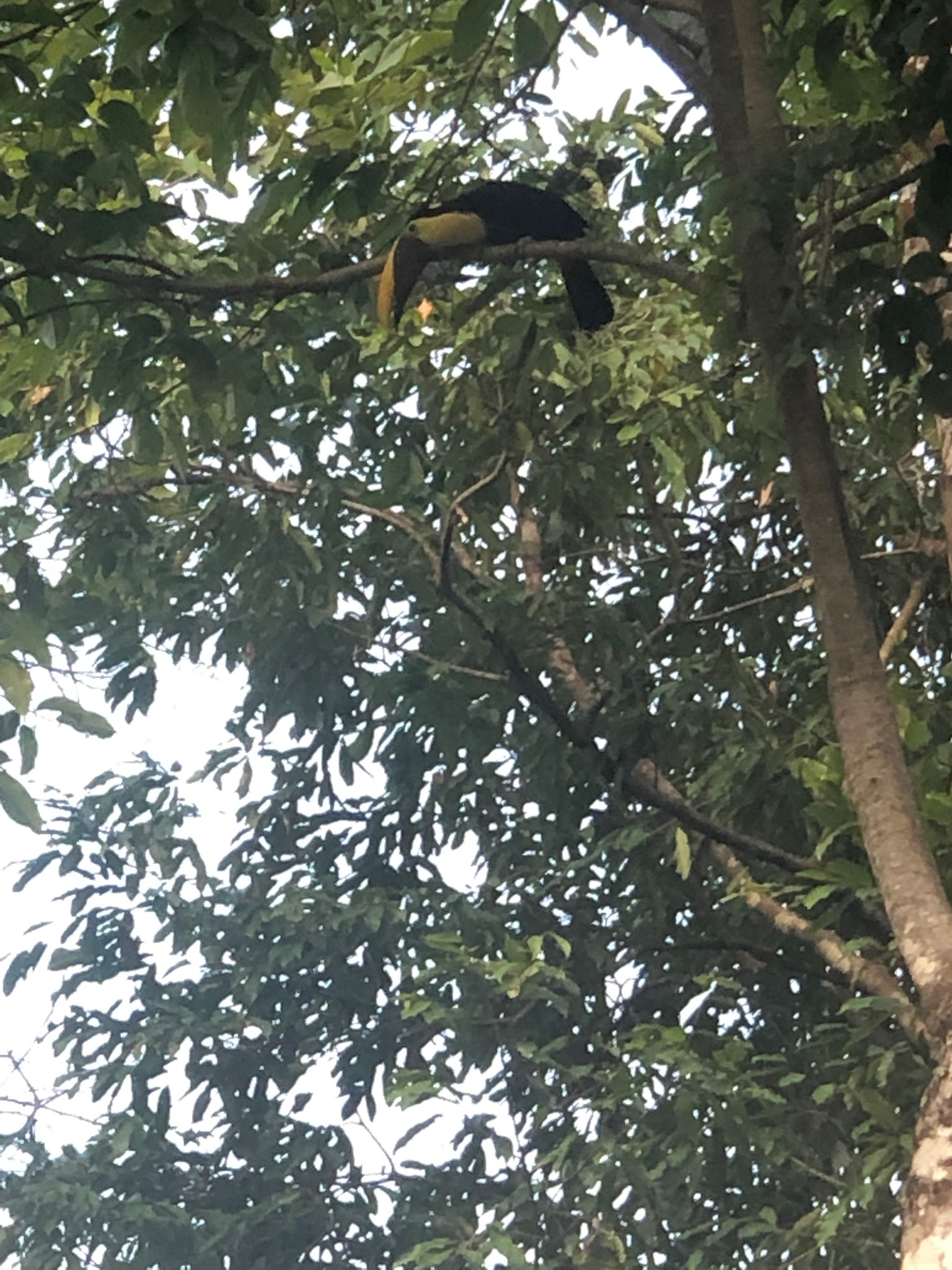   A toucan spotted in the jungle behind our AirBnB in Manuel Antonio.  