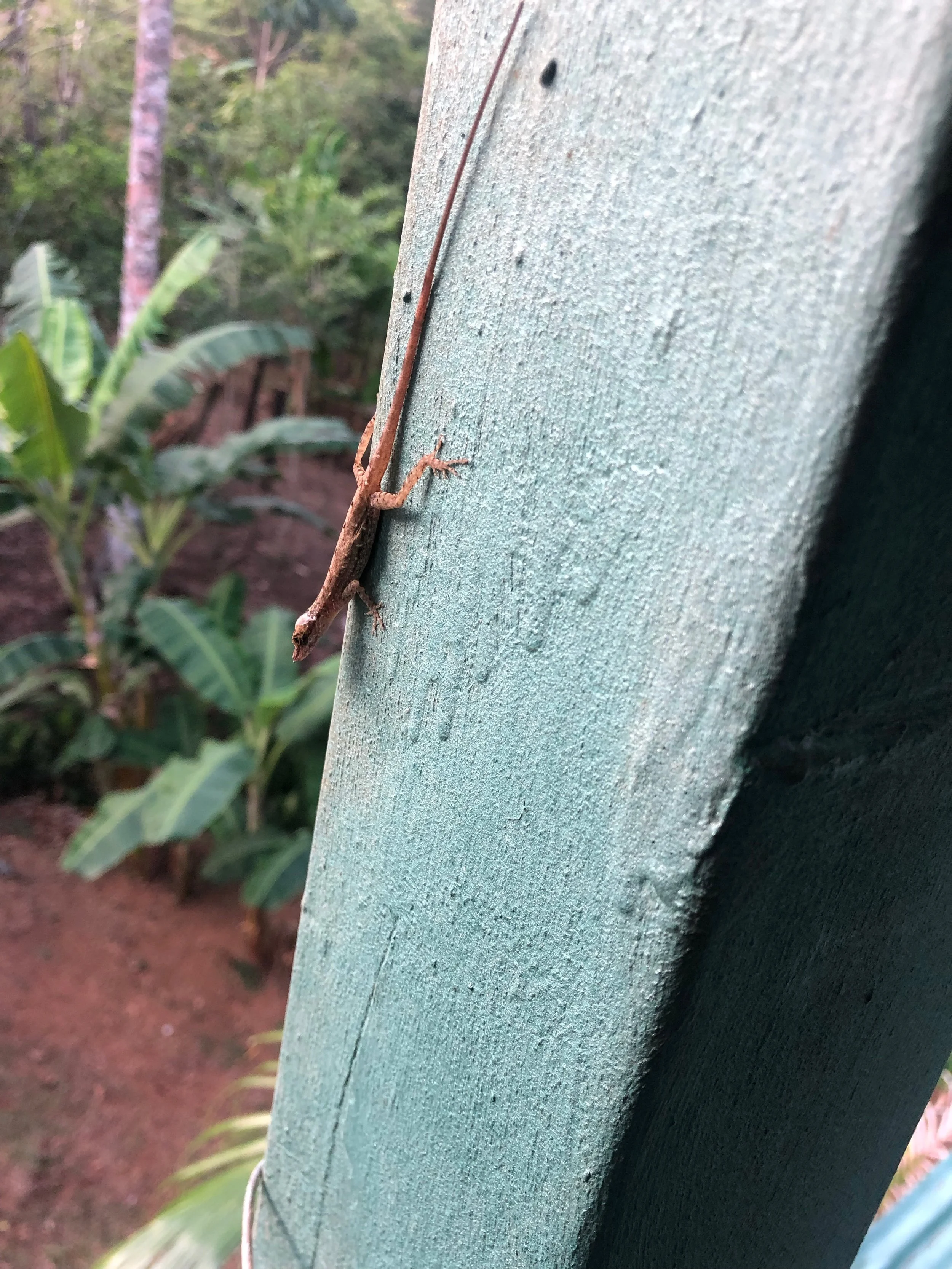   A house gecko crawling along the patio of the AirBnB.  