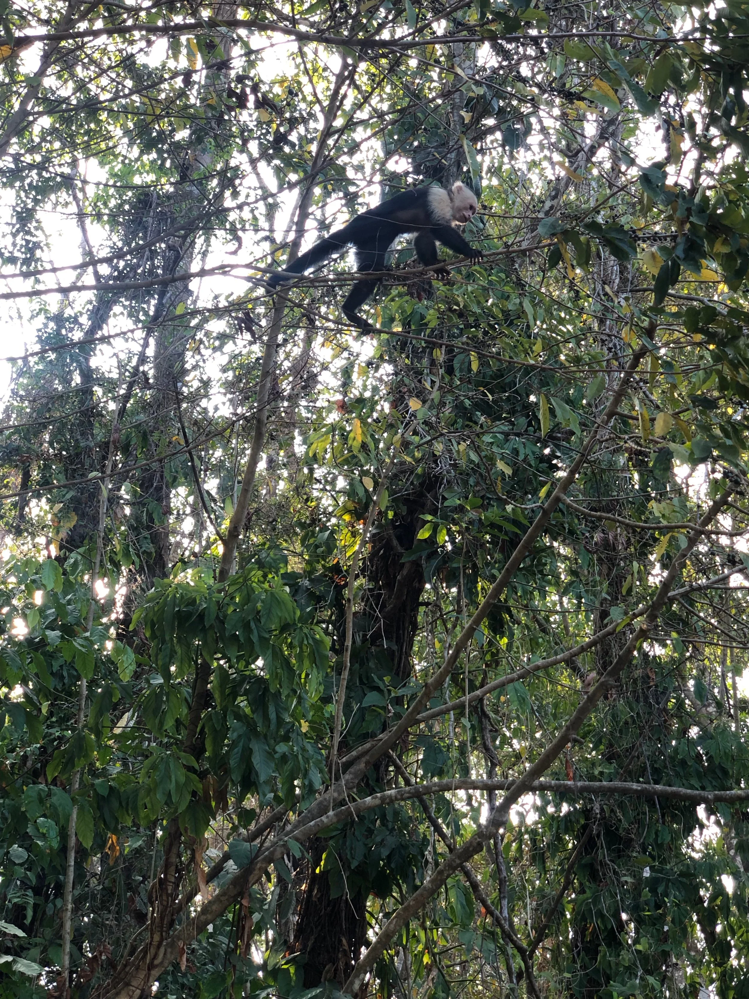   A capuchin monkey looking for a snack.  