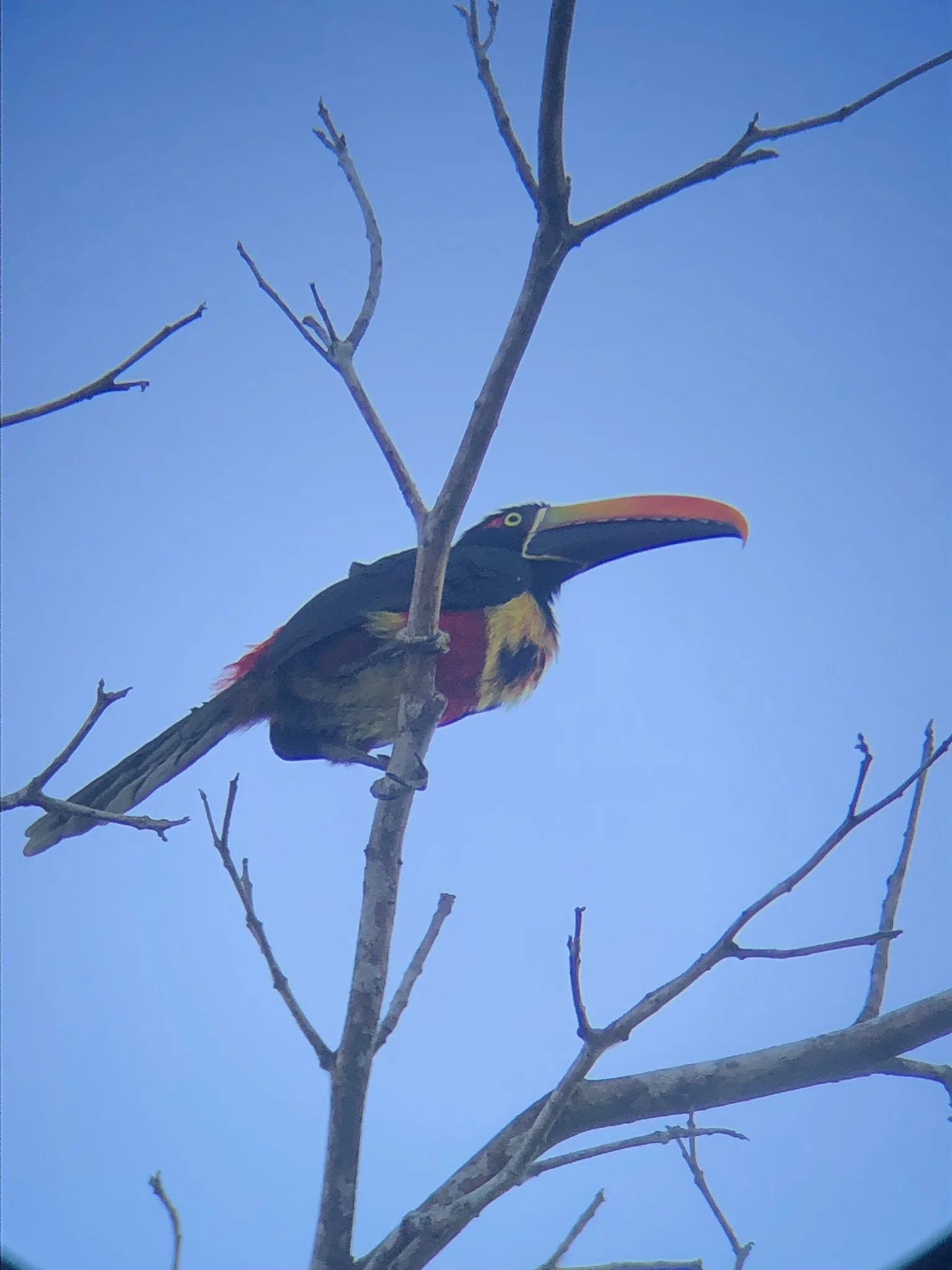   Spotted here is the Fiery-billed Aracaris, a type of toucan  native to Southern Costa Rica and Western Panama.  