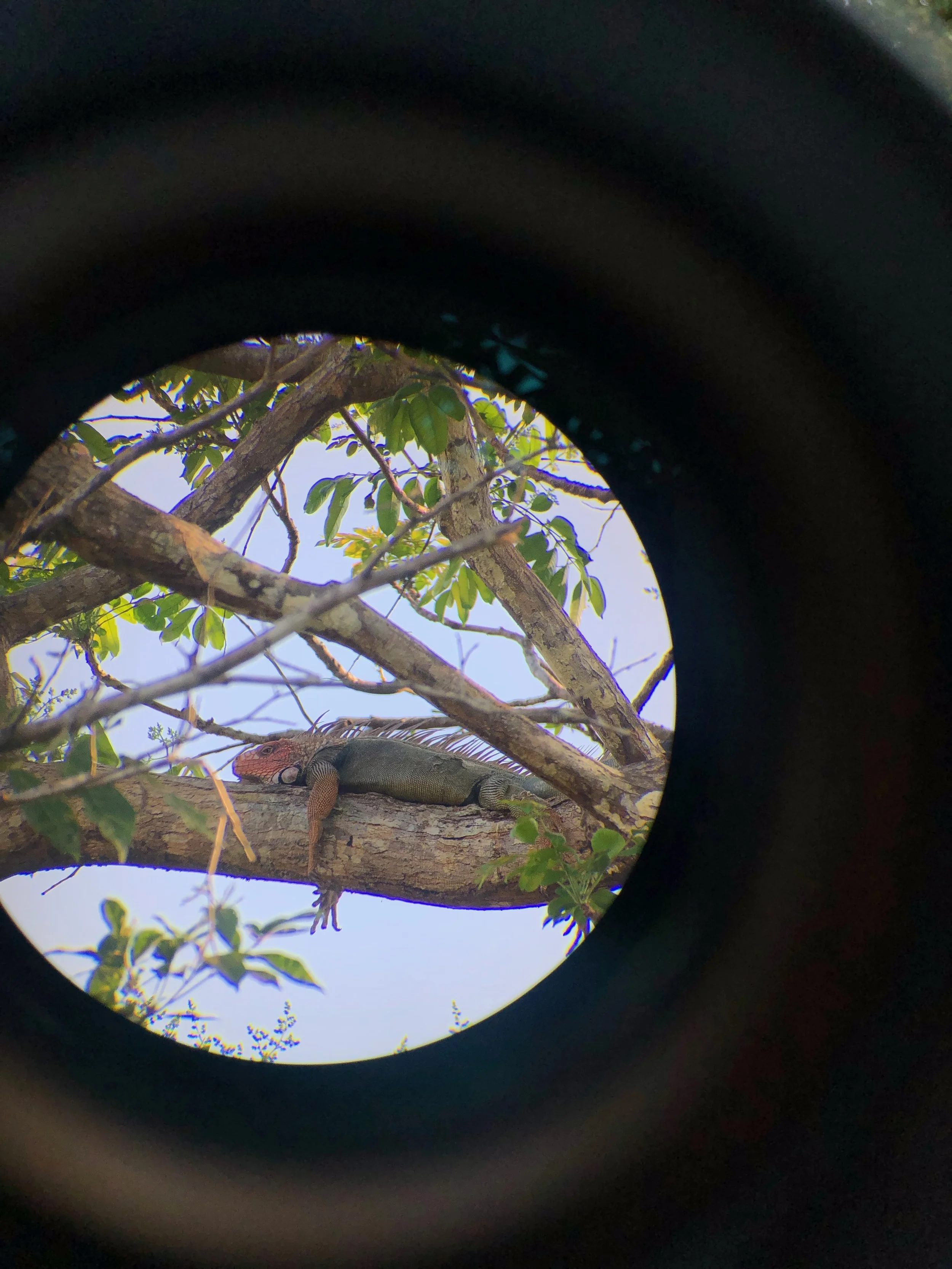   A green iguana spotted through Freddy’s telescope. Despite its name, these animals can range in hue.  