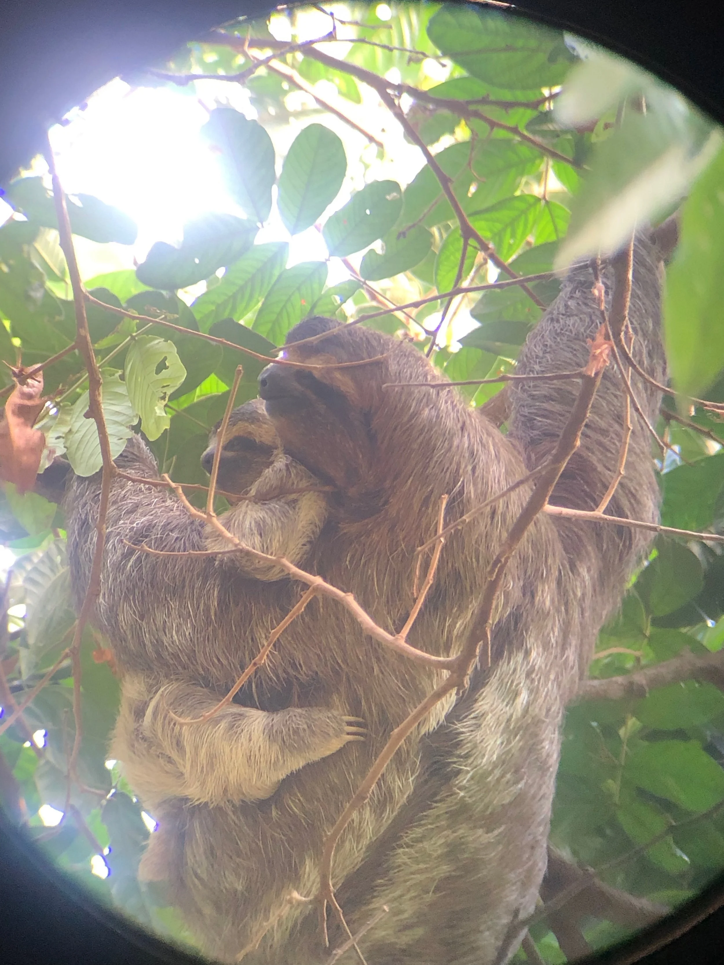   A three-toed sloth and her baby far up in the forest canopy.  
