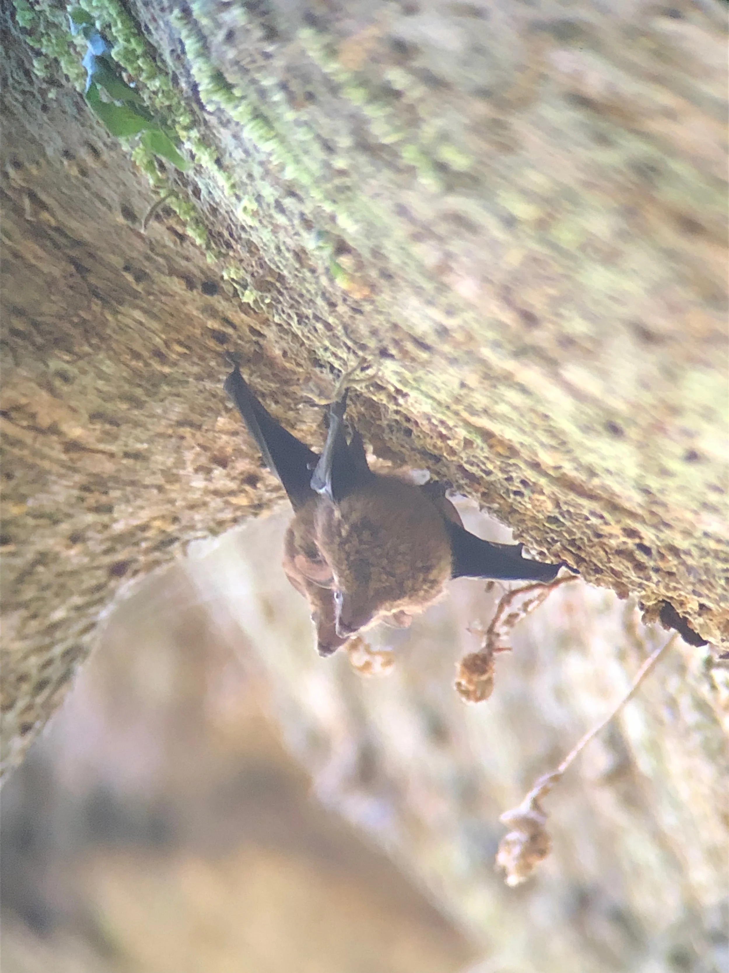   Two lesser sac-winged bats hiding along a tree.  