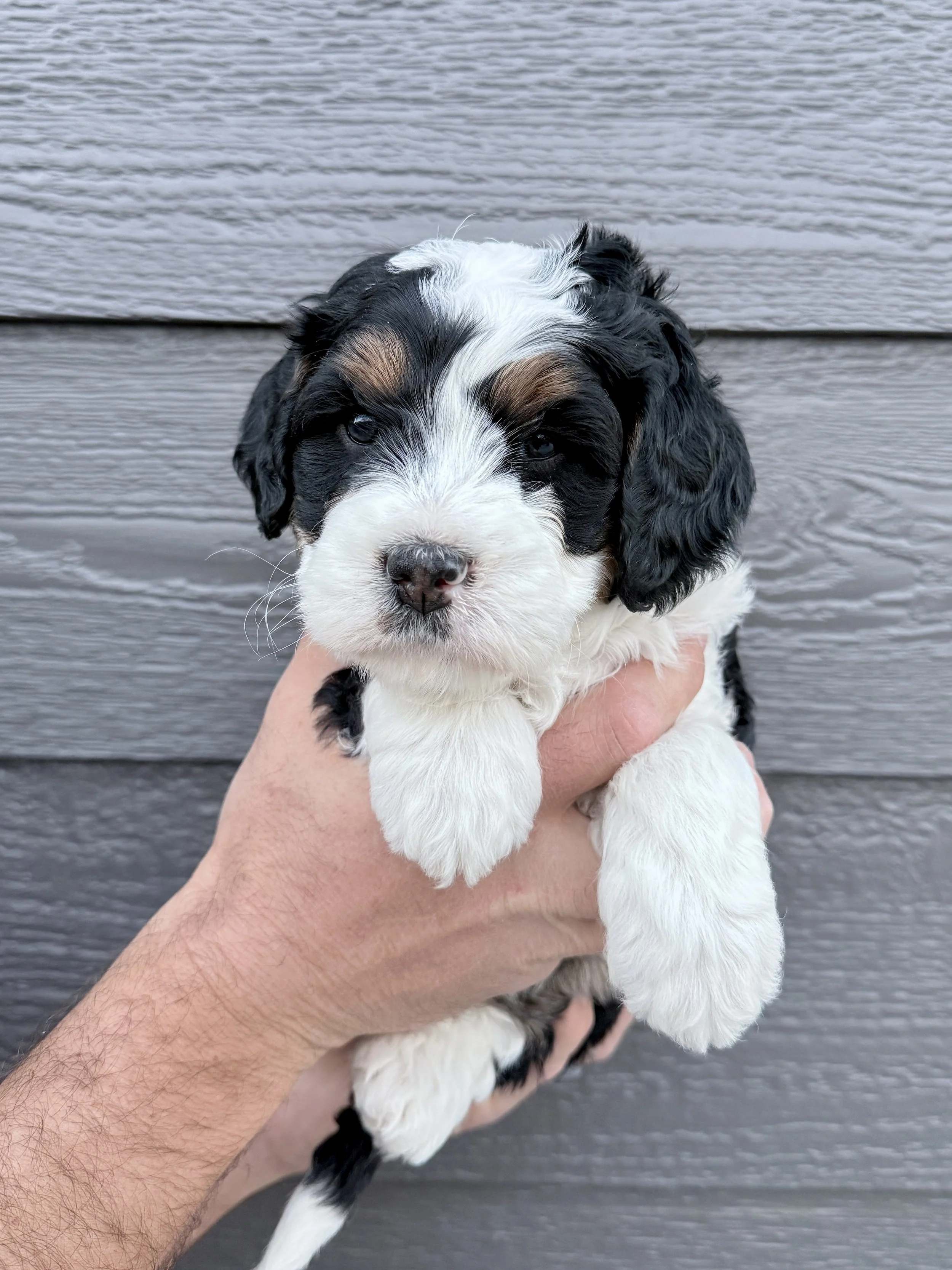 Purple Collar Female