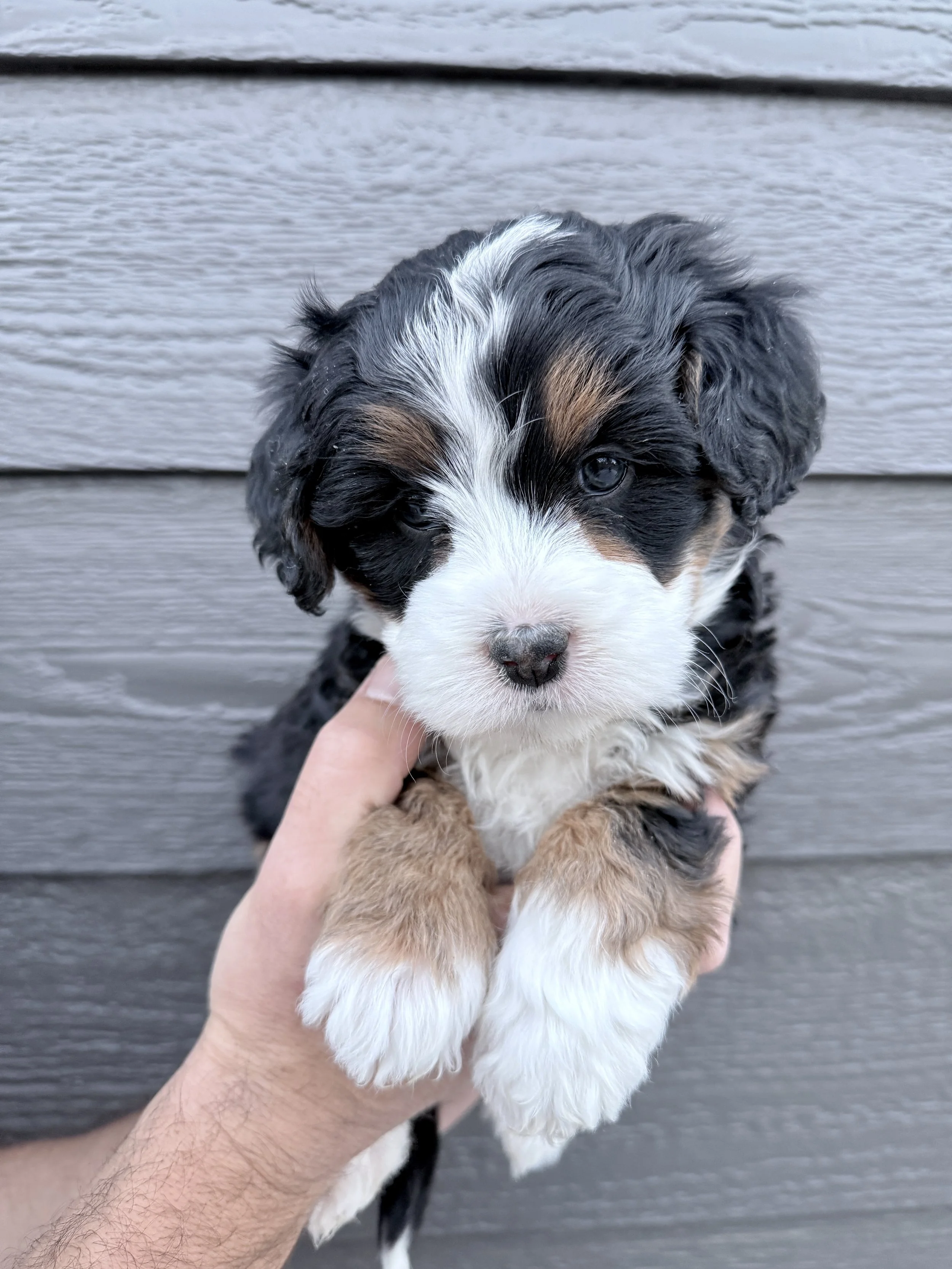 Yellow Collar Female