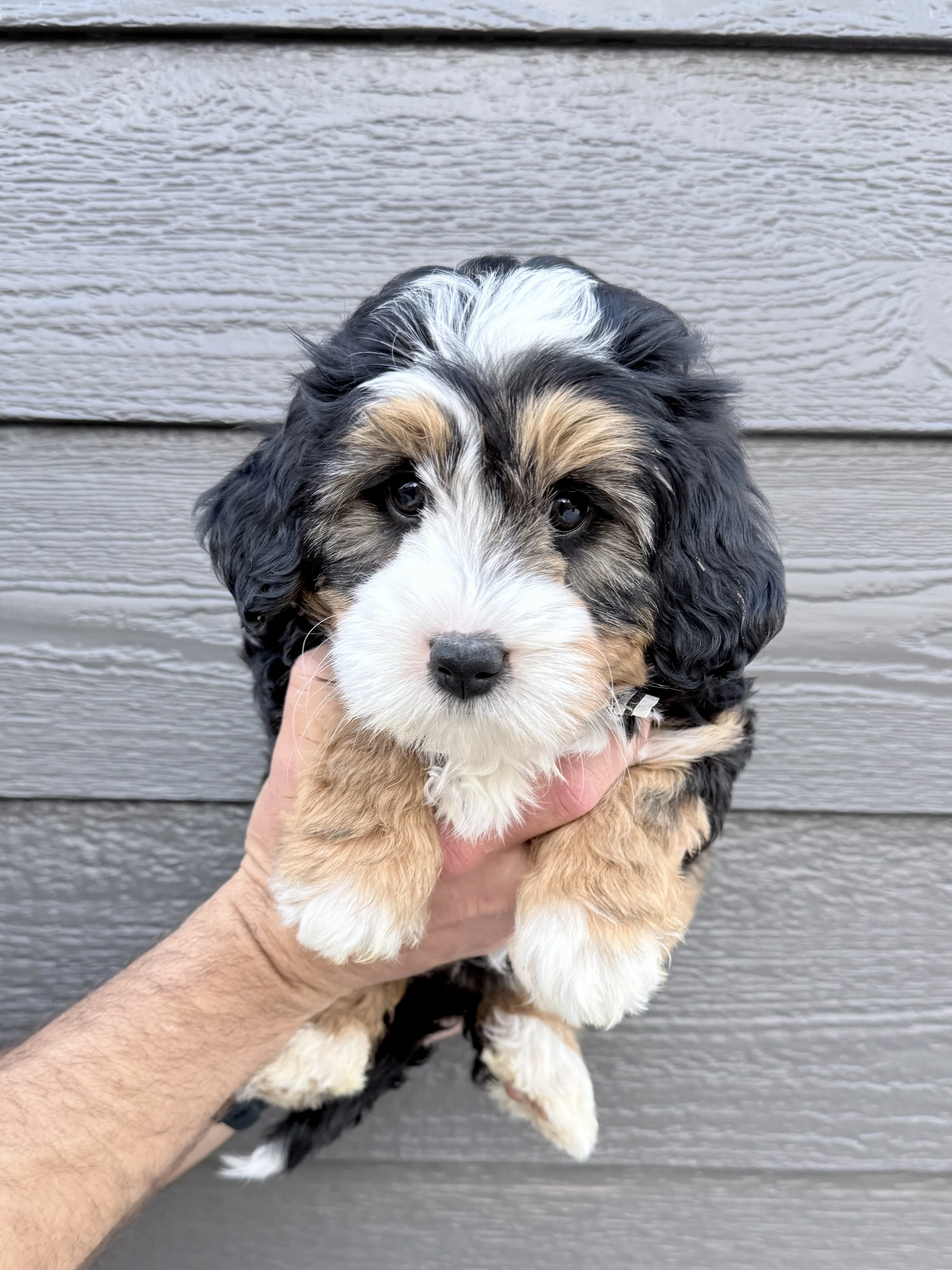 Lenny- adopted by Madeline
