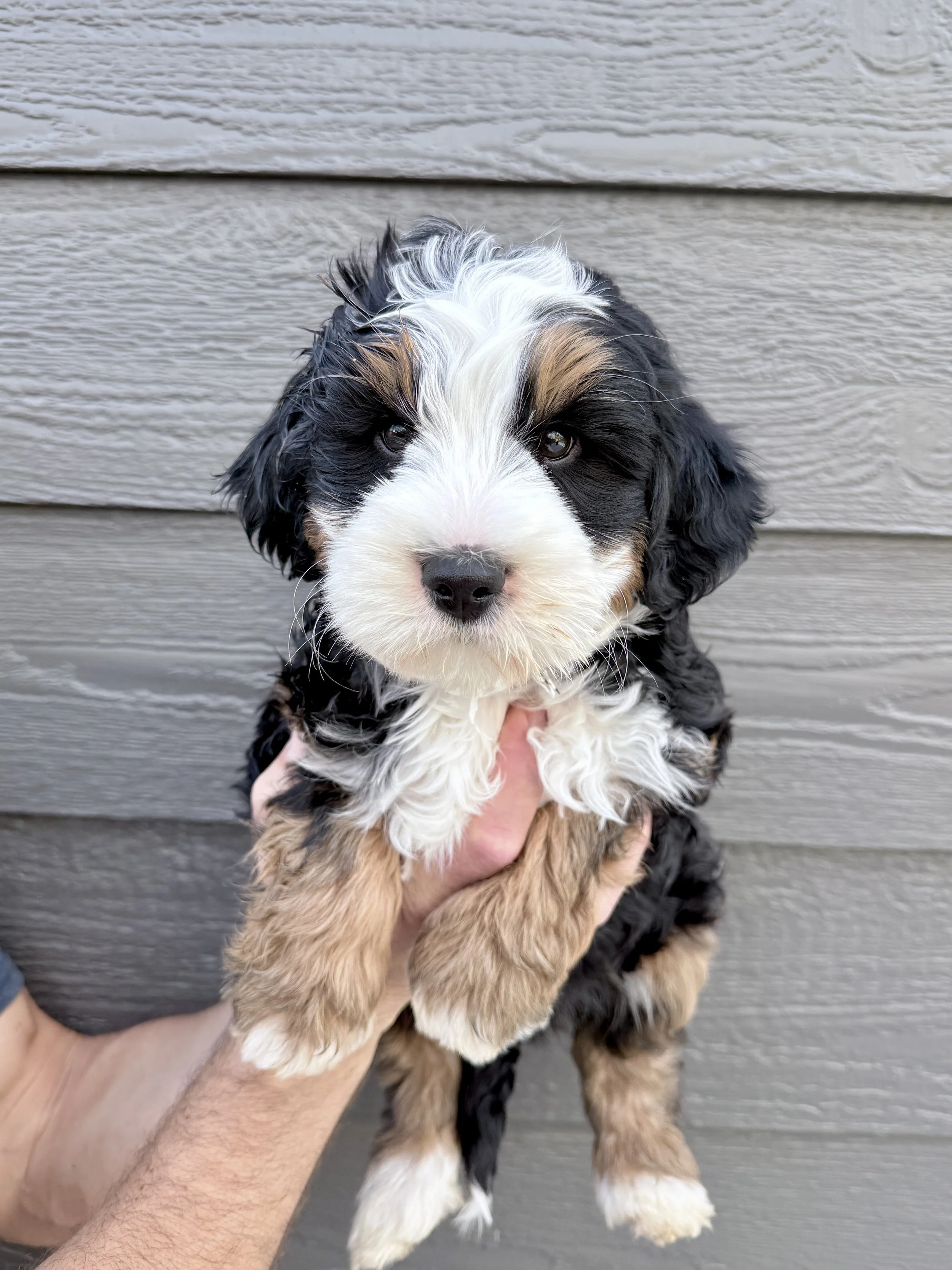 Brewer- adopted by Dylan 
