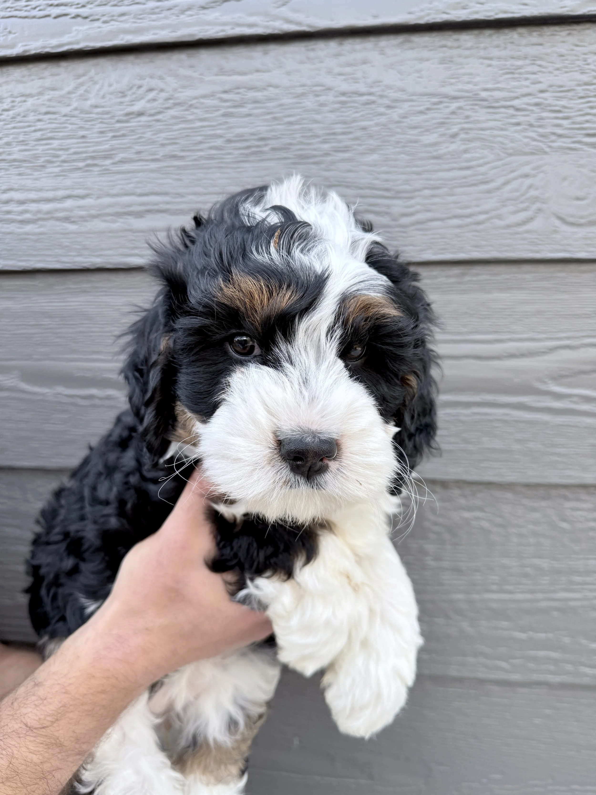 Bailey- adopted by Justin