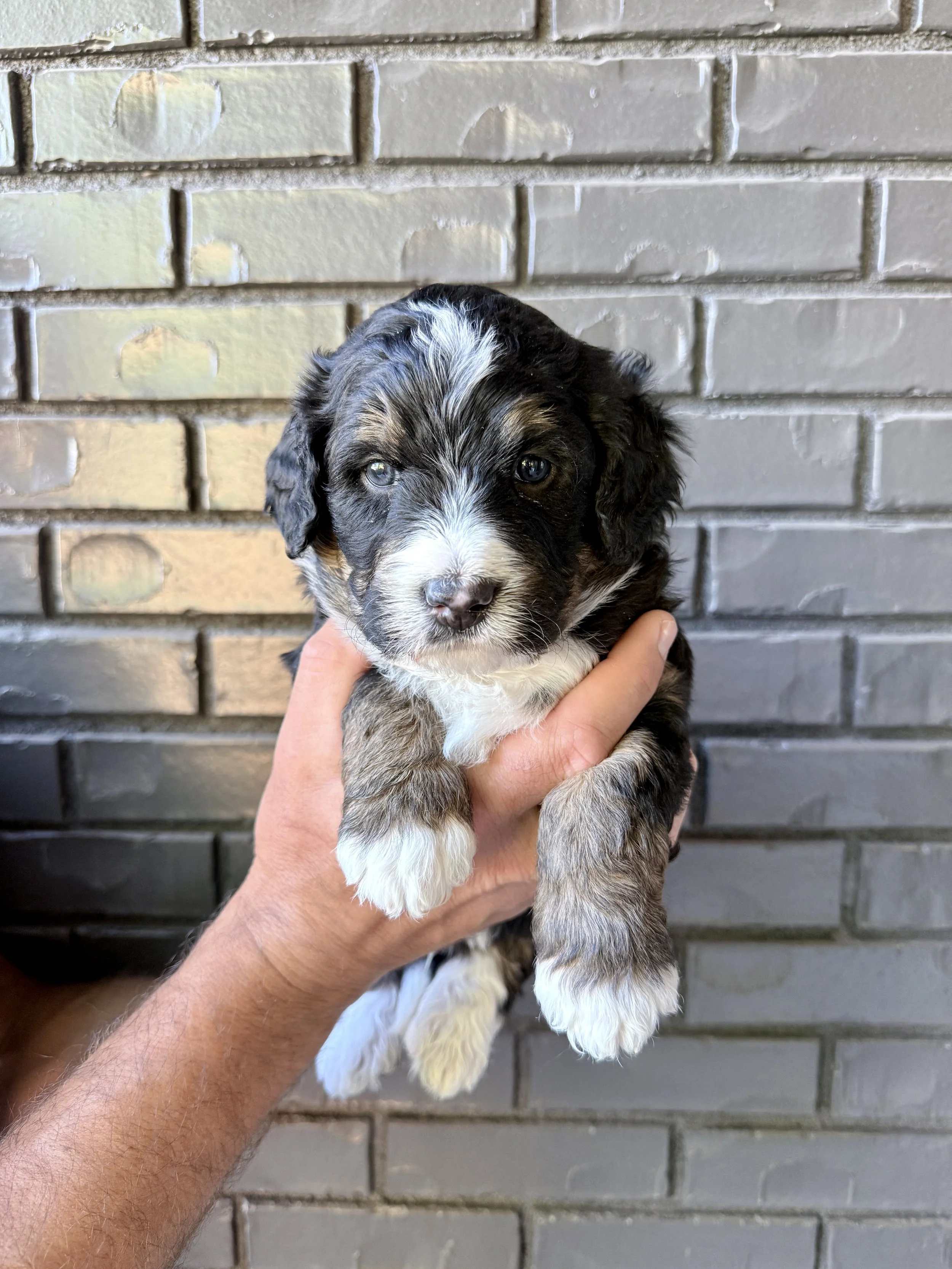 Black Collar Male