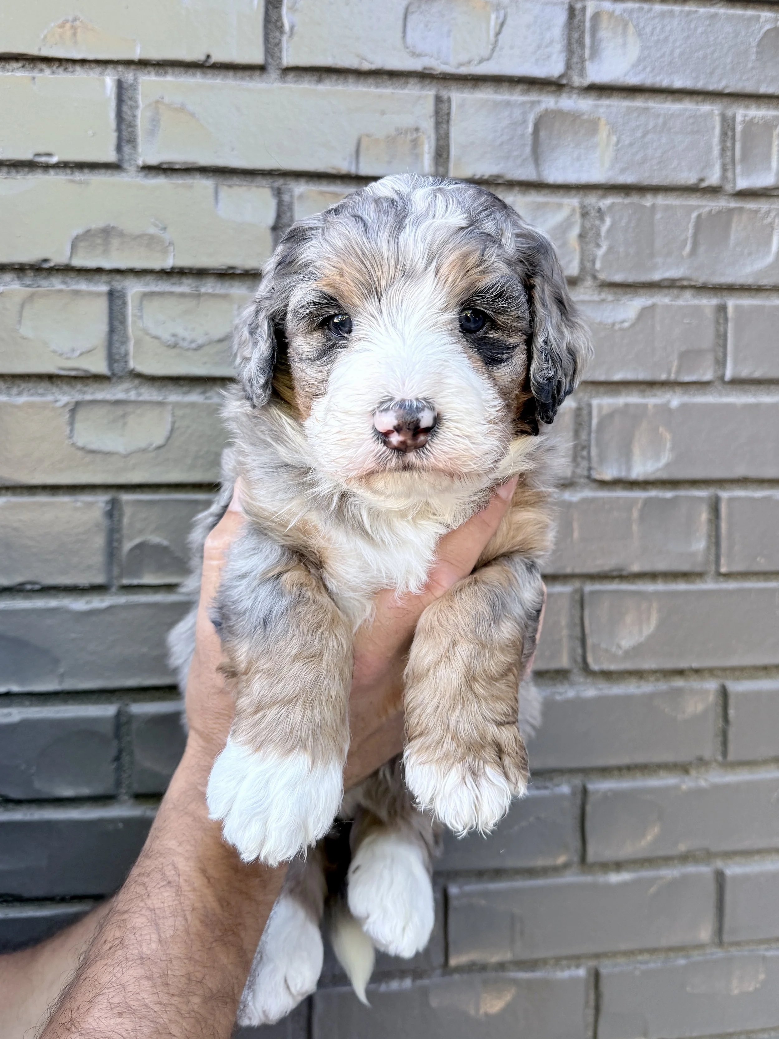 Pink Collar Female