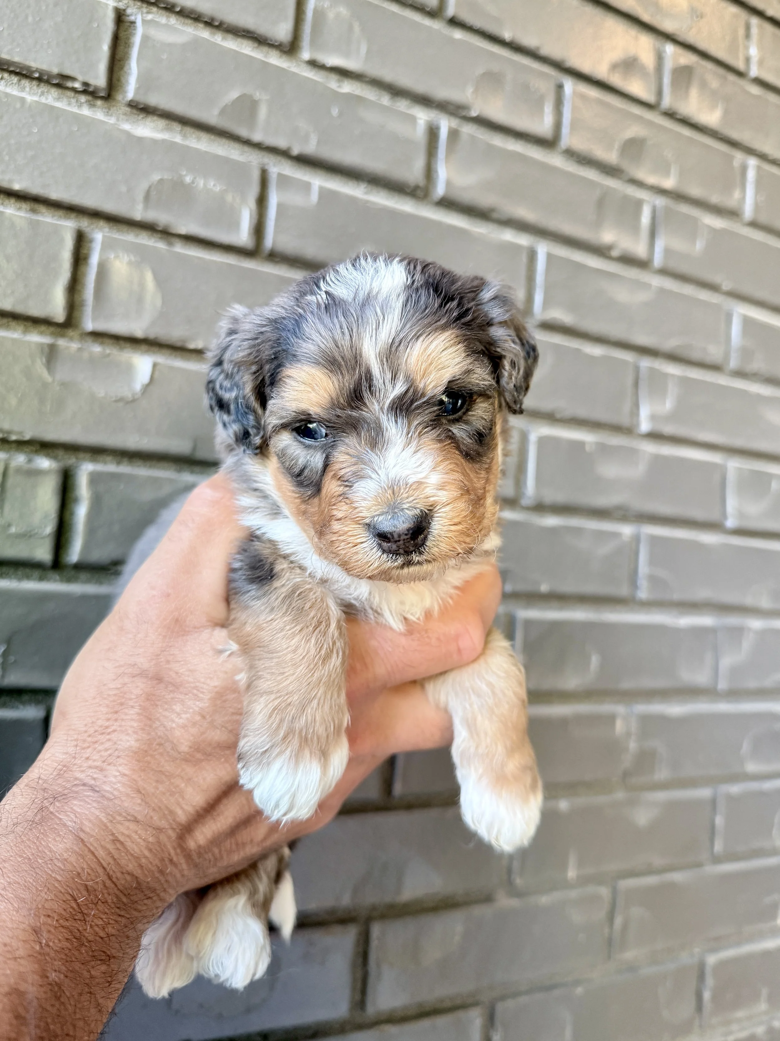 Red Collar Male