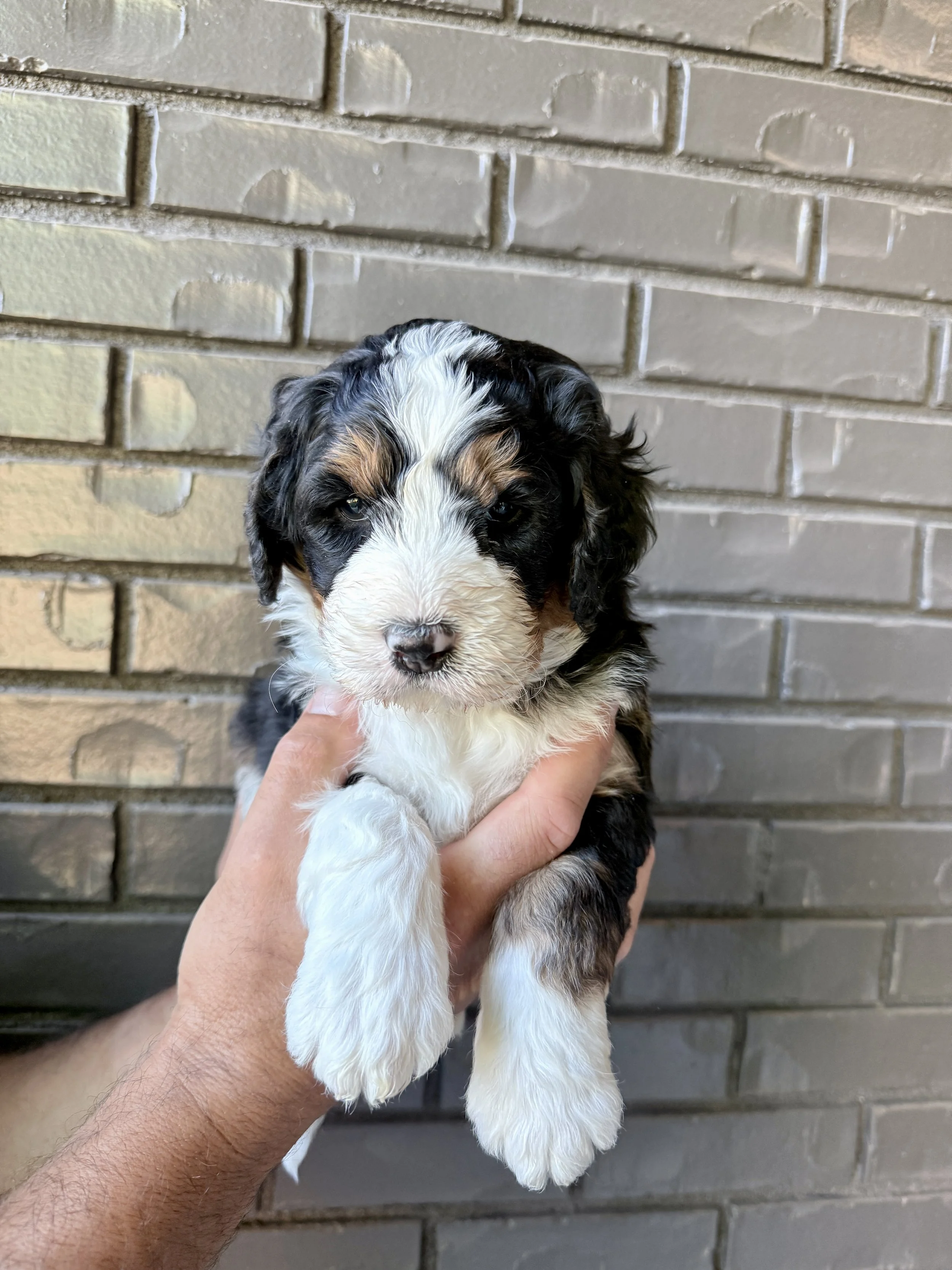 Yellow Collar Male