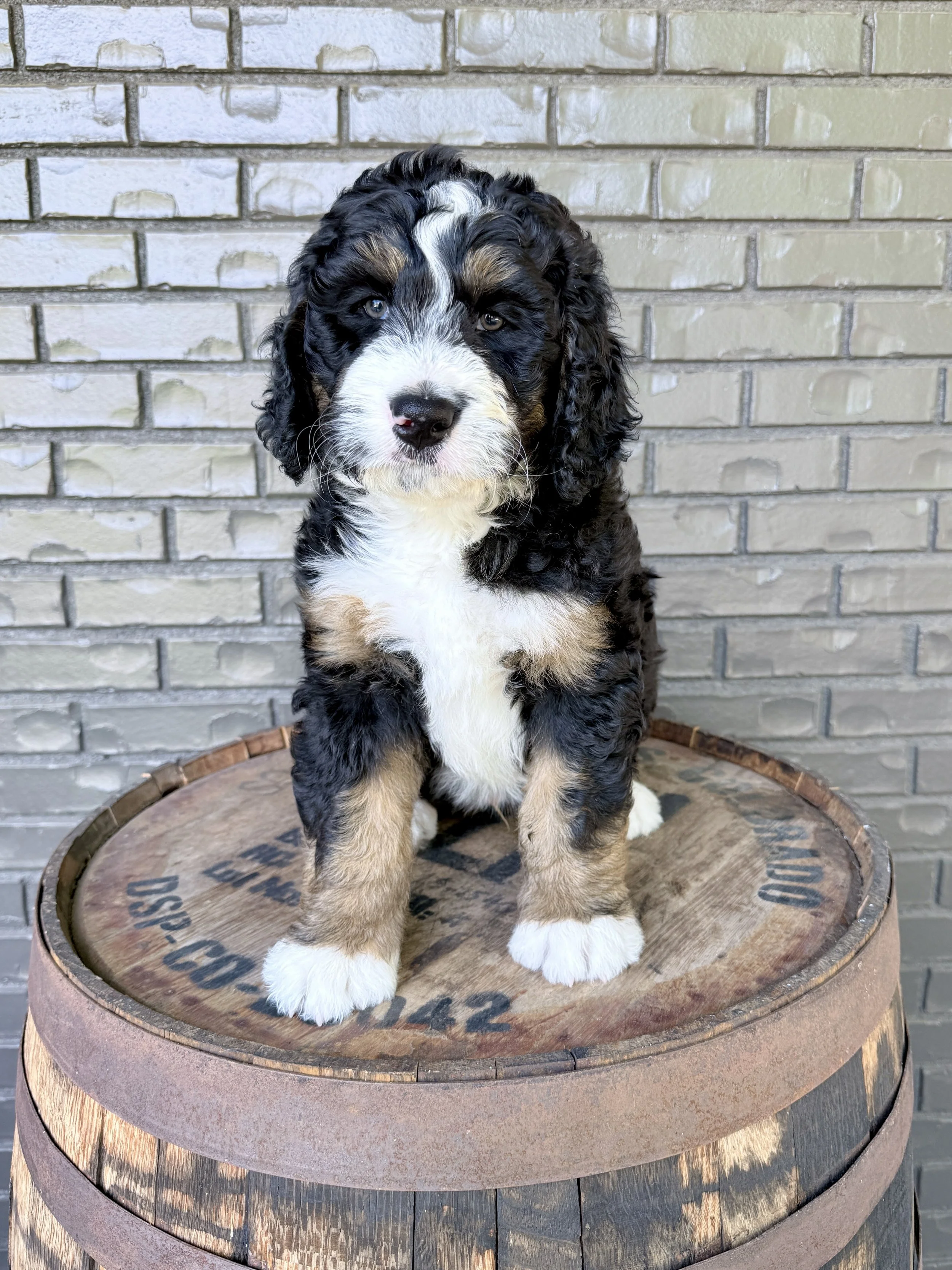 Tucker- adopted by Steph